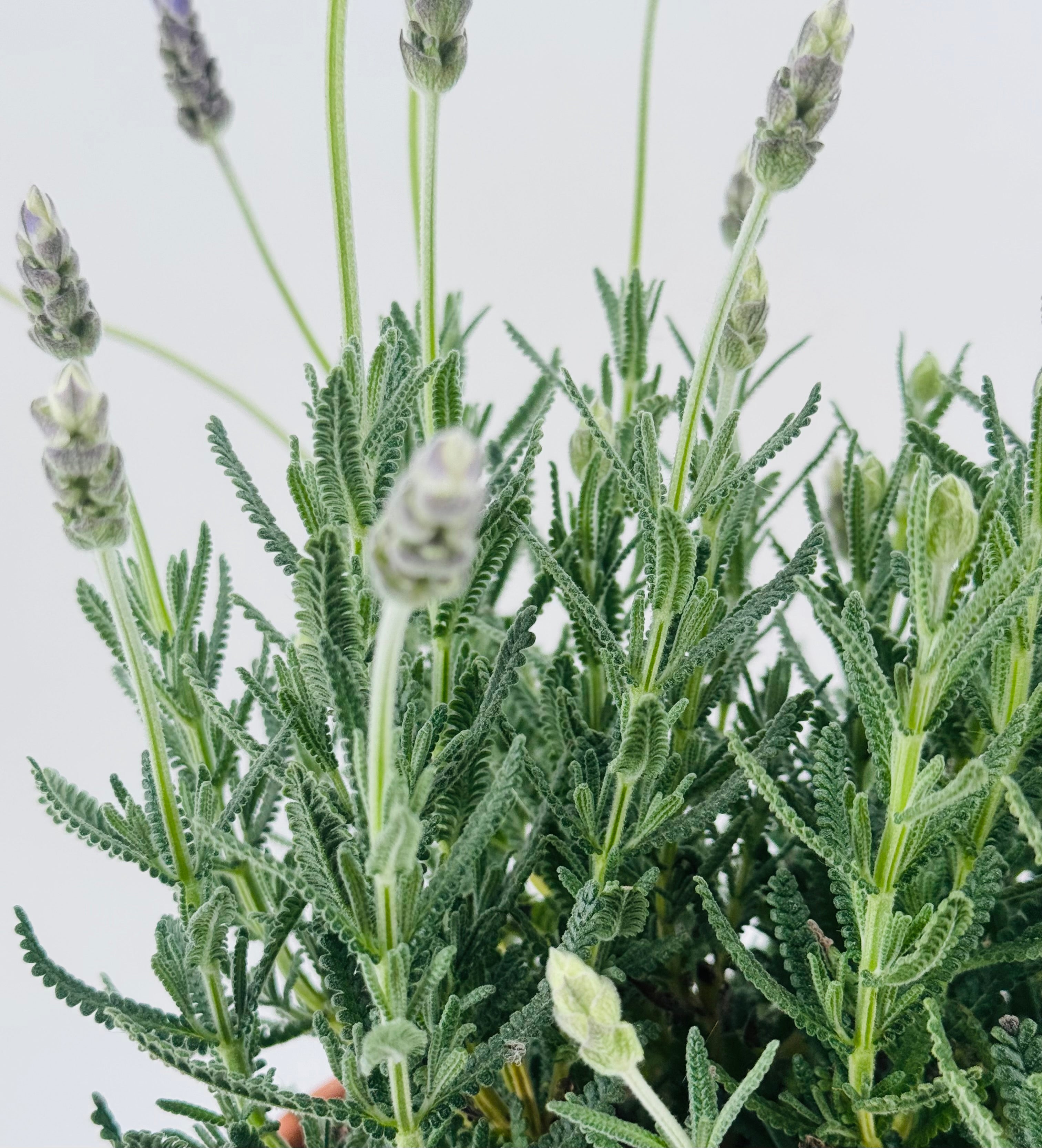 LAVANDULA DENTATA C17