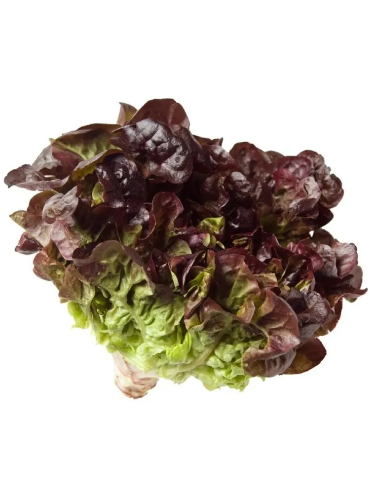 LECHUGA HOJA DE ROBLE PACK 12 UNDS