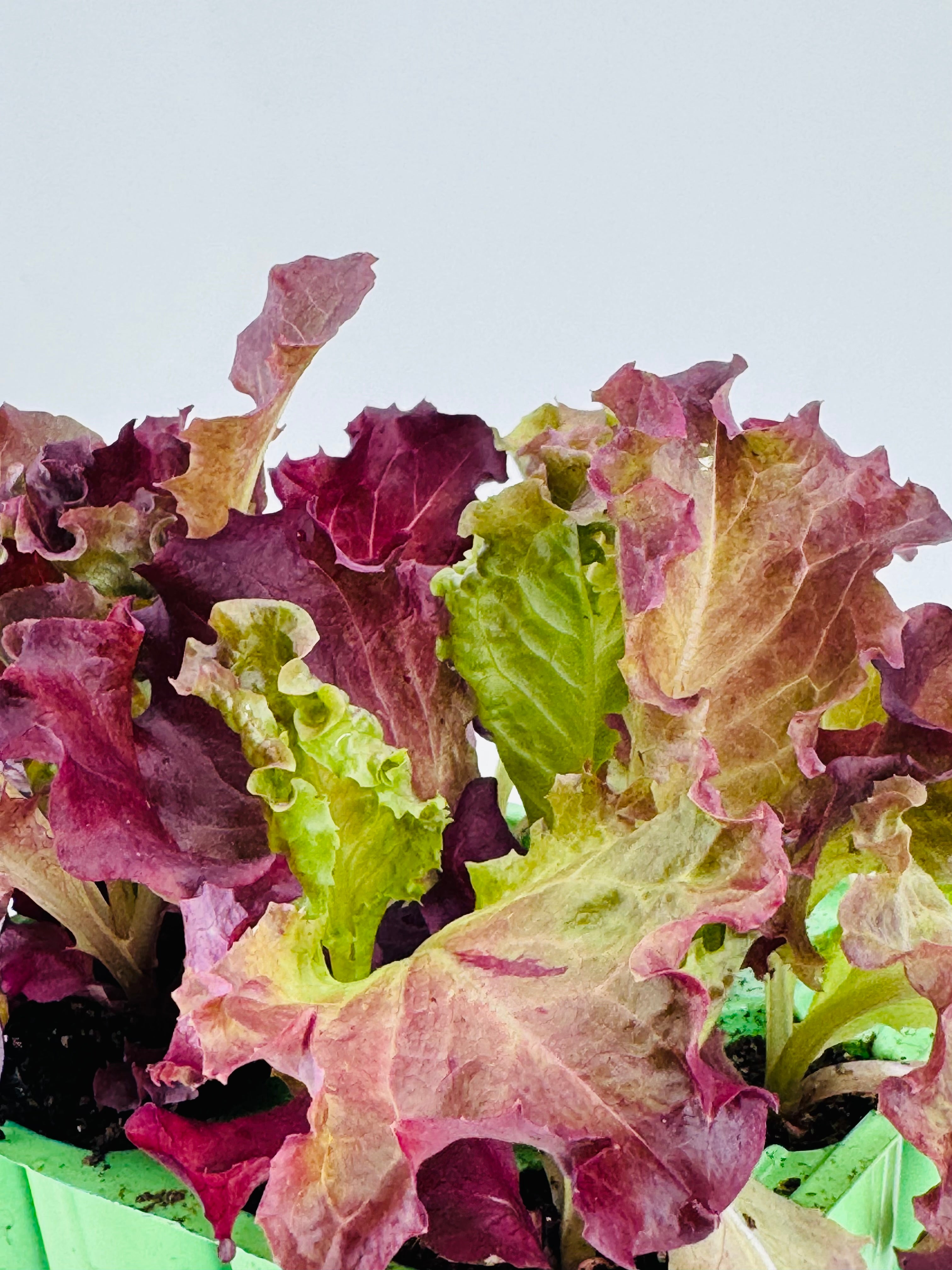 LECHUGA HOJA DE ROBLE PACK 12 UNDS
