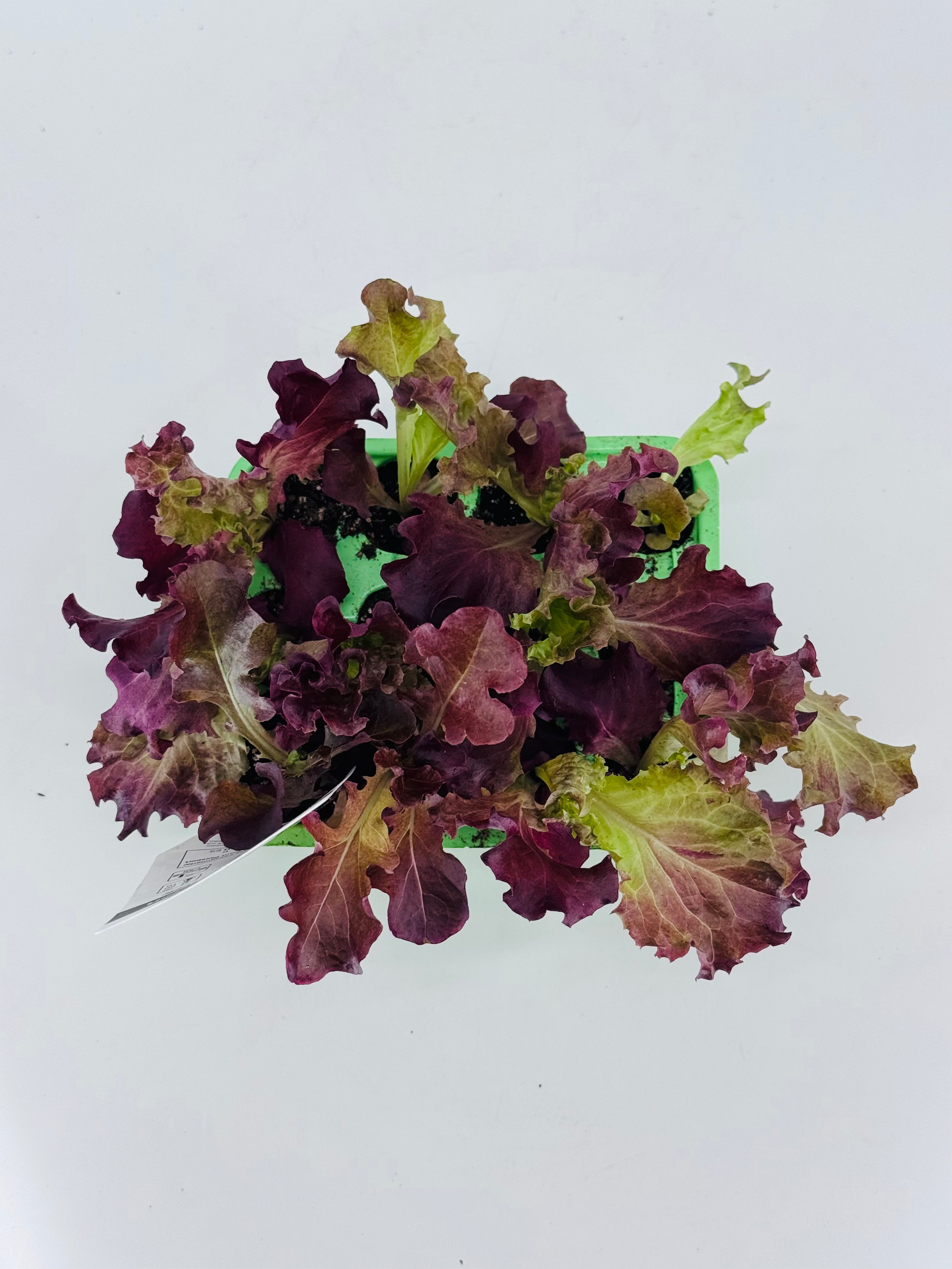 LECHUGA HOJA DE ROBLE PACK 12 UNDS