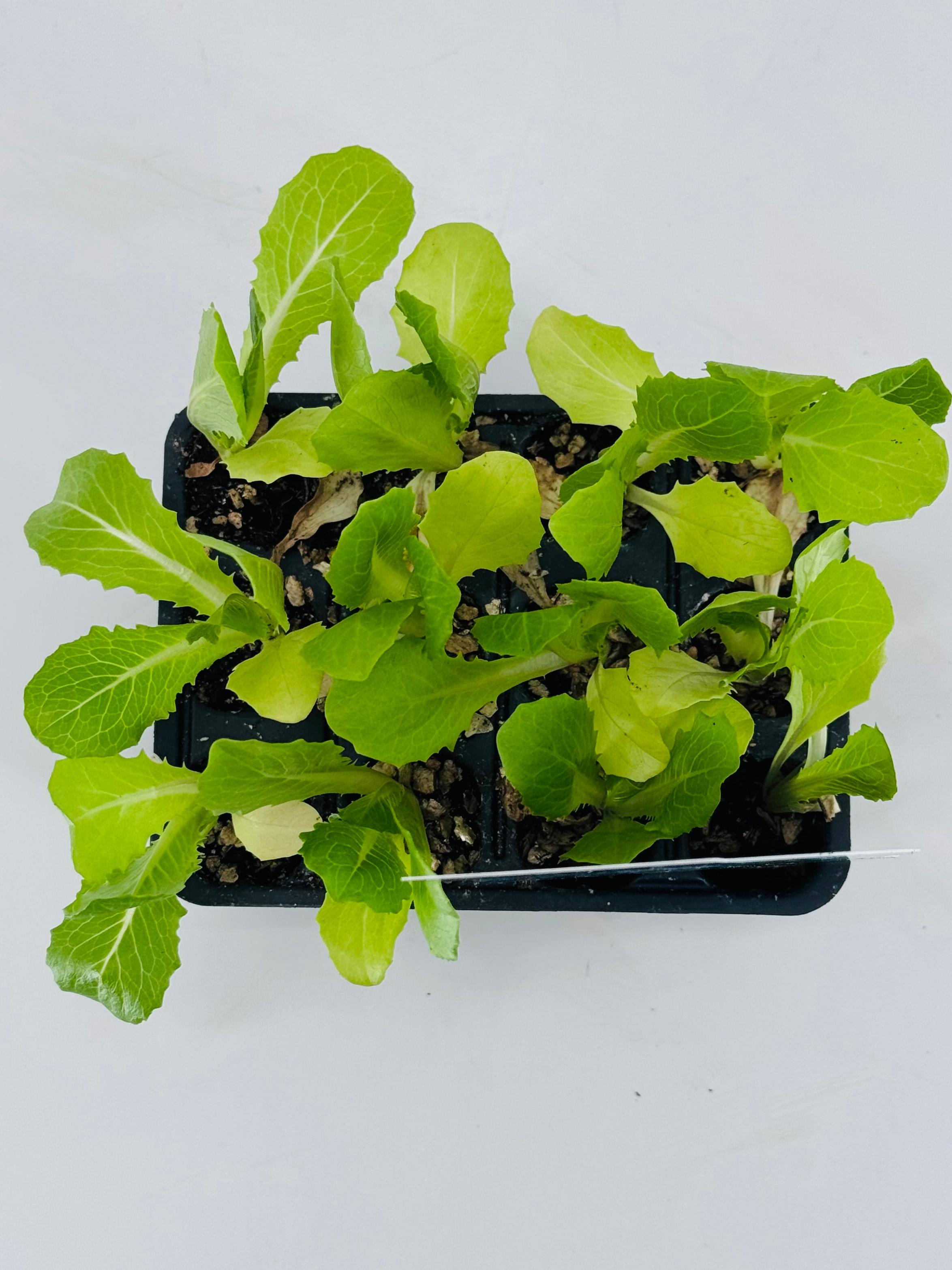 Pack de 12 plantones jóvenes de lechuga romana con hojas verdes y crujientes en bandejas negras.