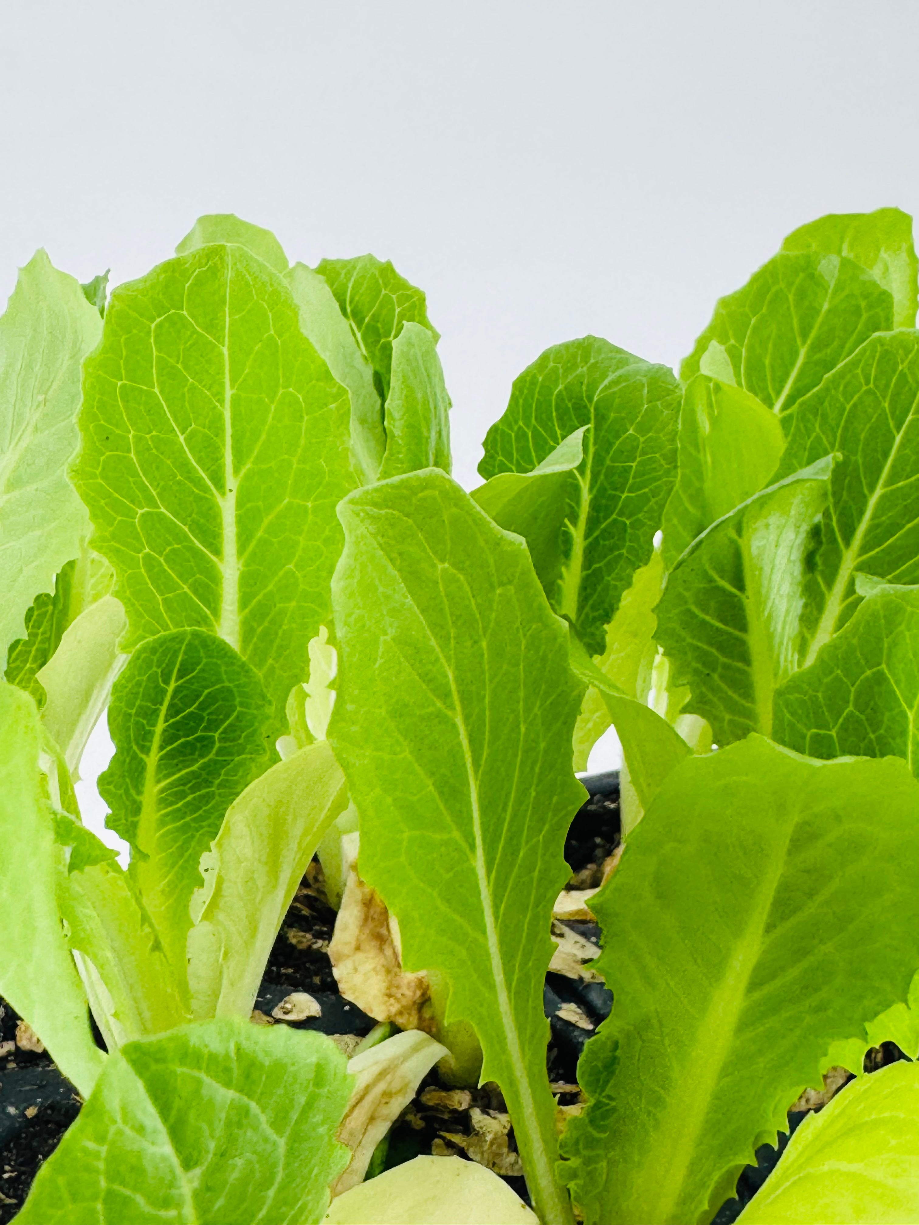 Primer plano de plantones de lechuga romana verde brillante en tierra, listos para trasplantar.