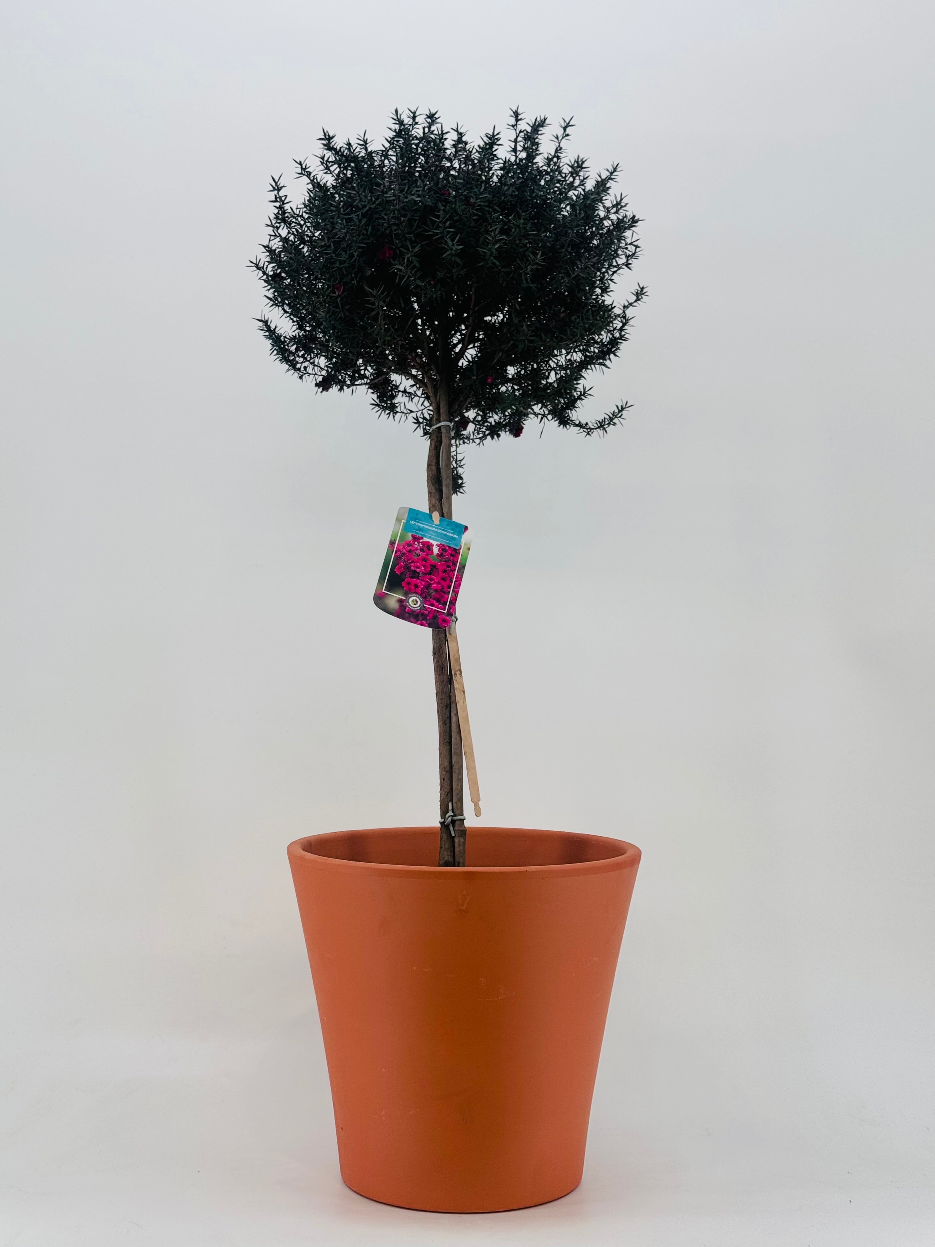 LEPTOSPERMUM COPA PEQUEÑA 4L