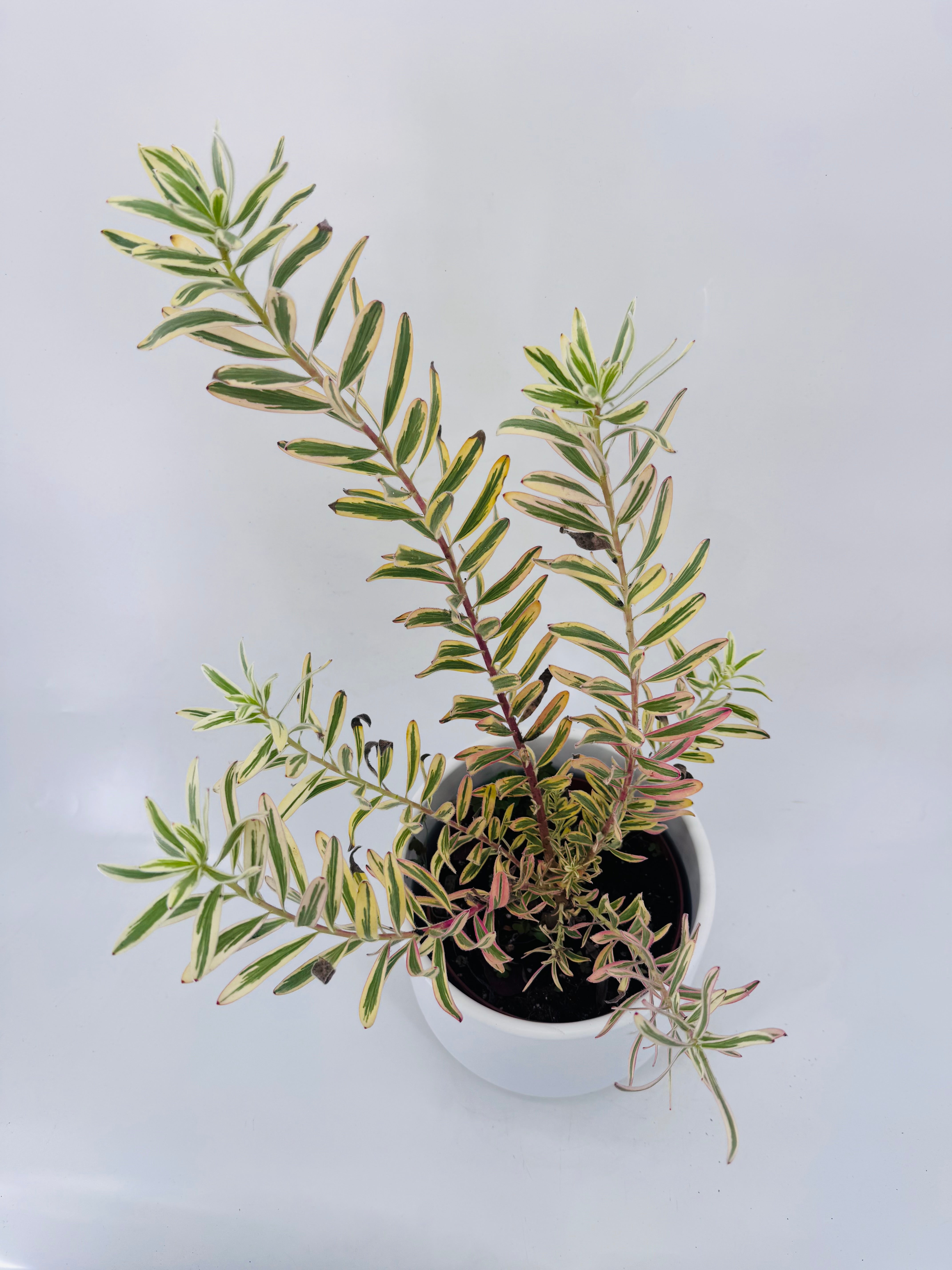 LEUCADENDRON 3L