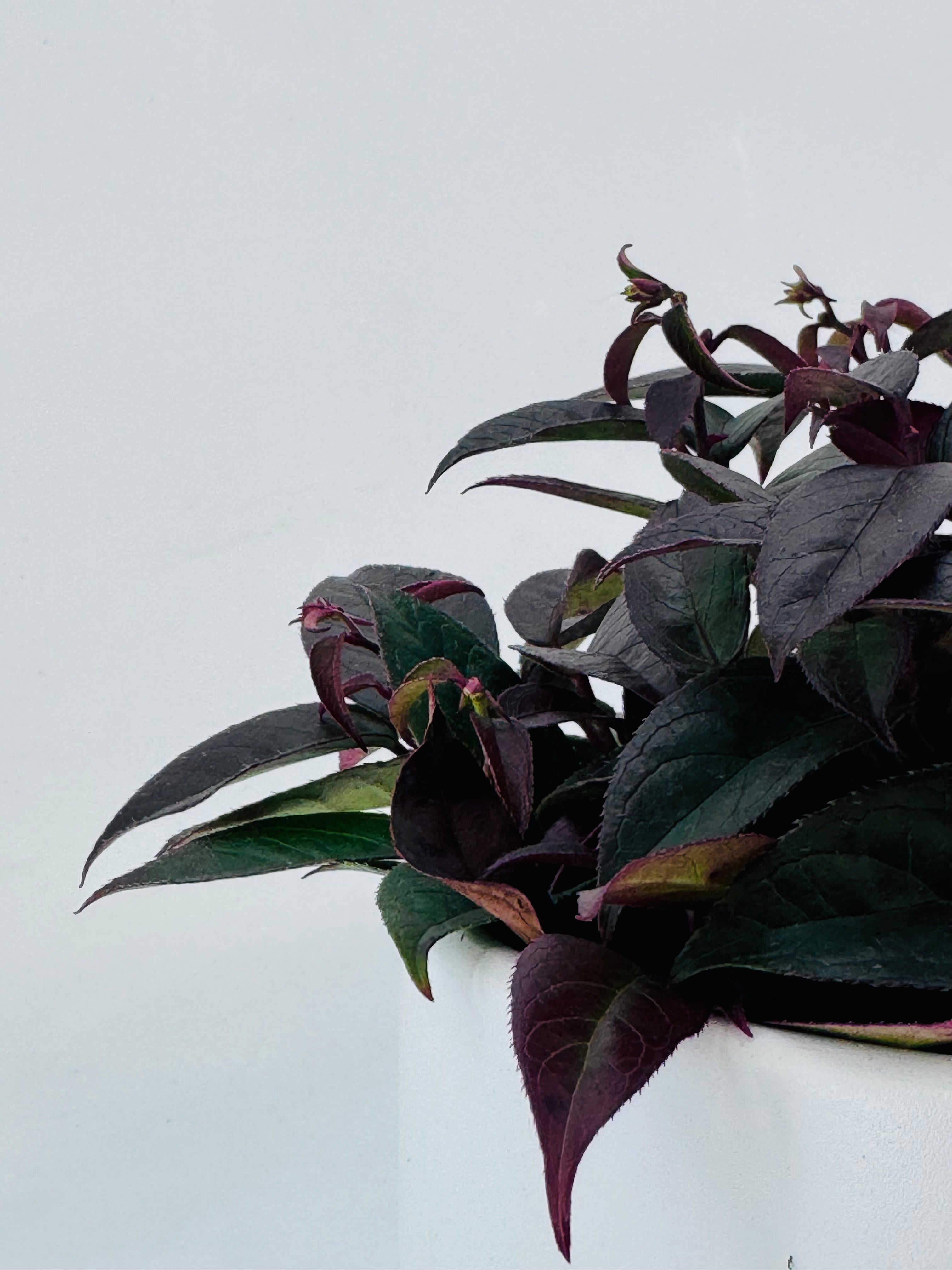 LEUCOTHOE WALTERI LOVITA M17
