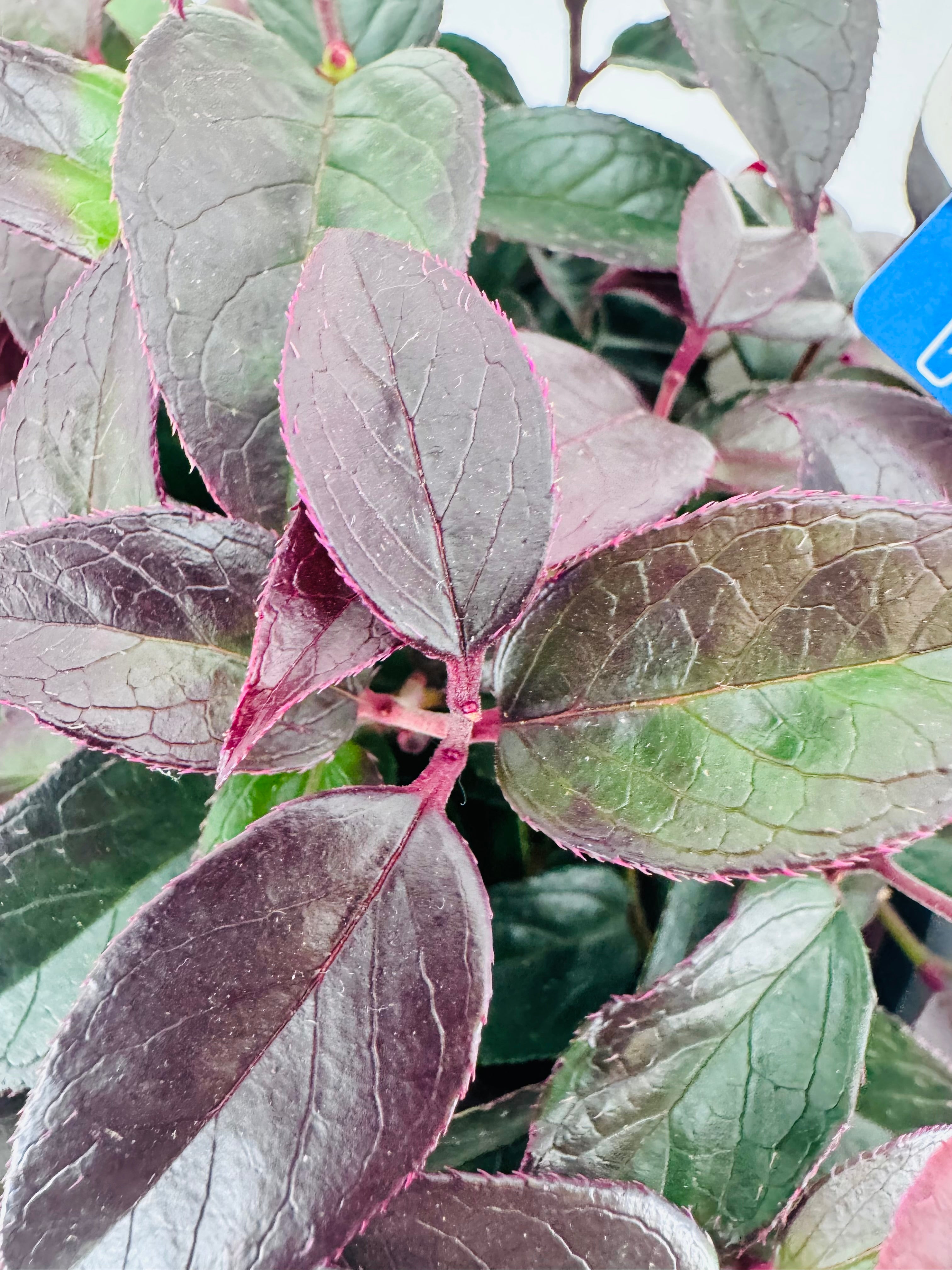 LEUCOTHOE WALTERI LOVITA M17