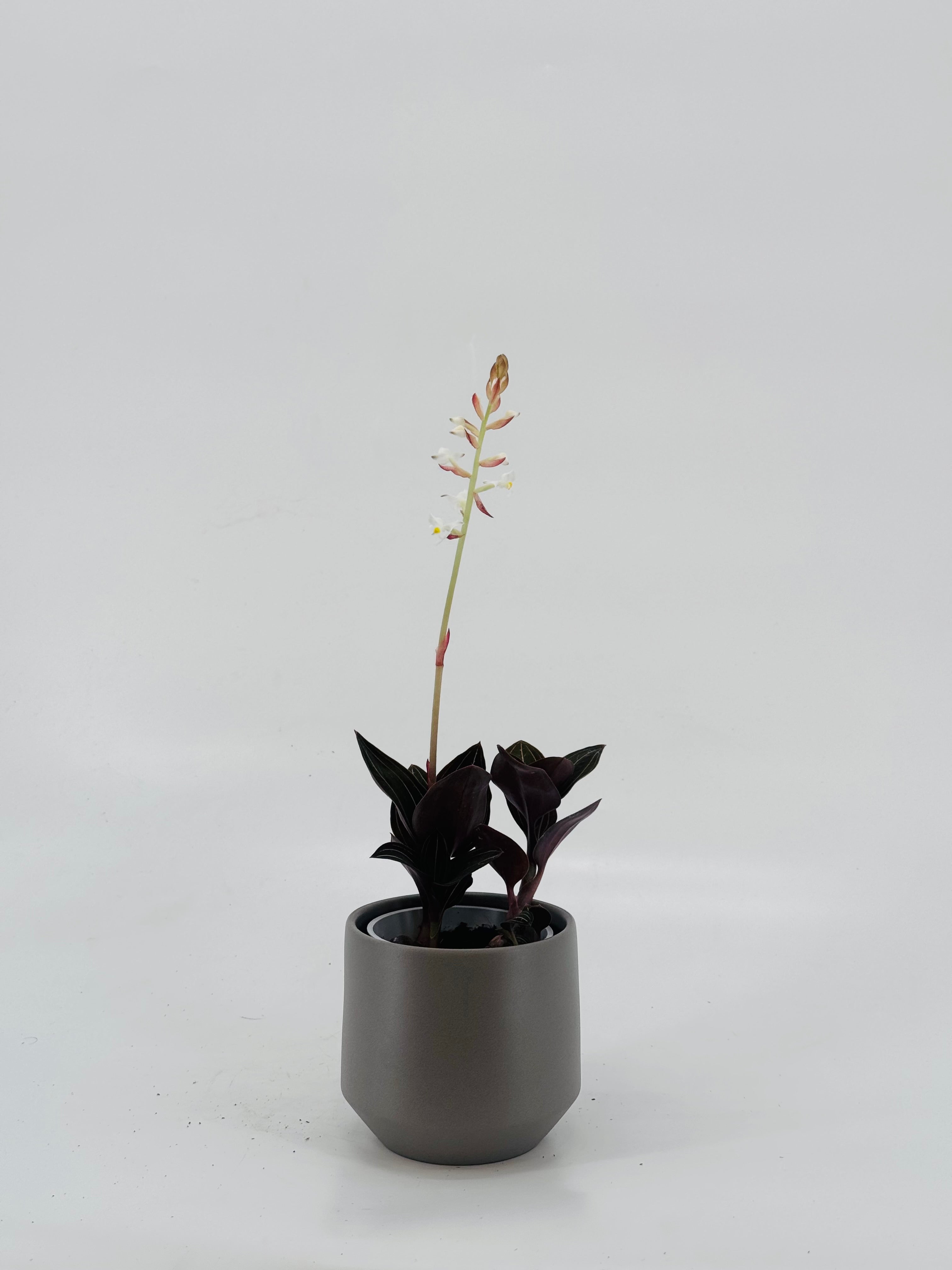 LUDISIA DISCOLOR M12