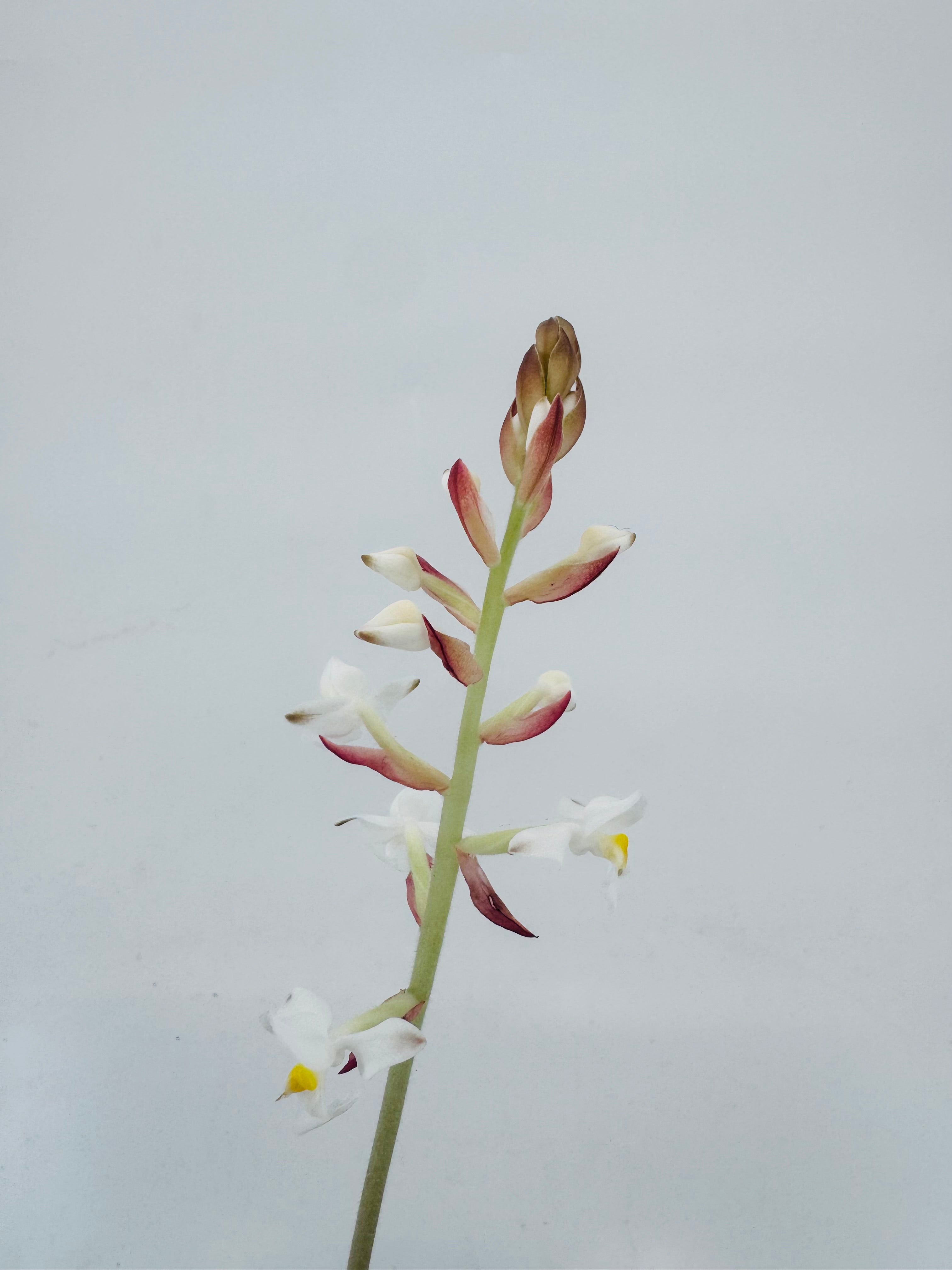 LUDISIA DISCOLOR M12