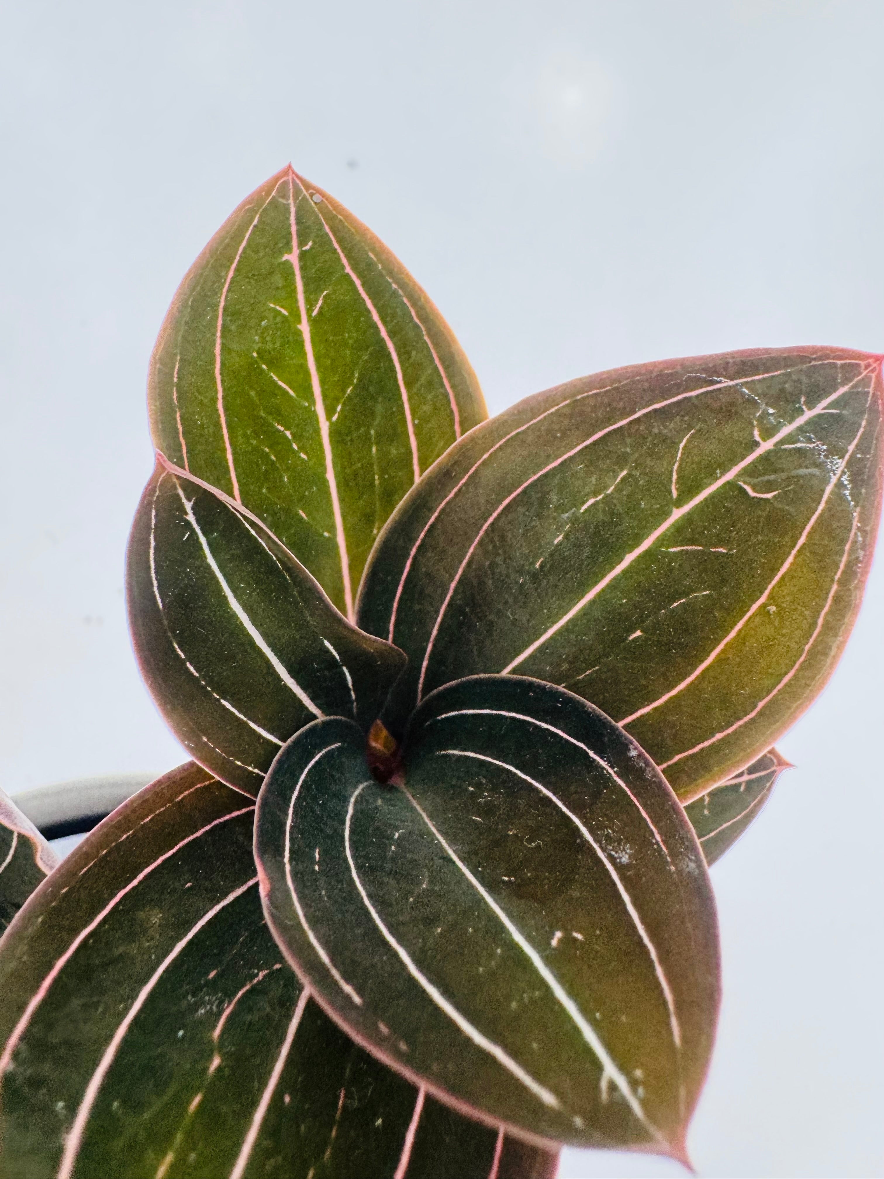 LUDISIA DISCOLOR M12