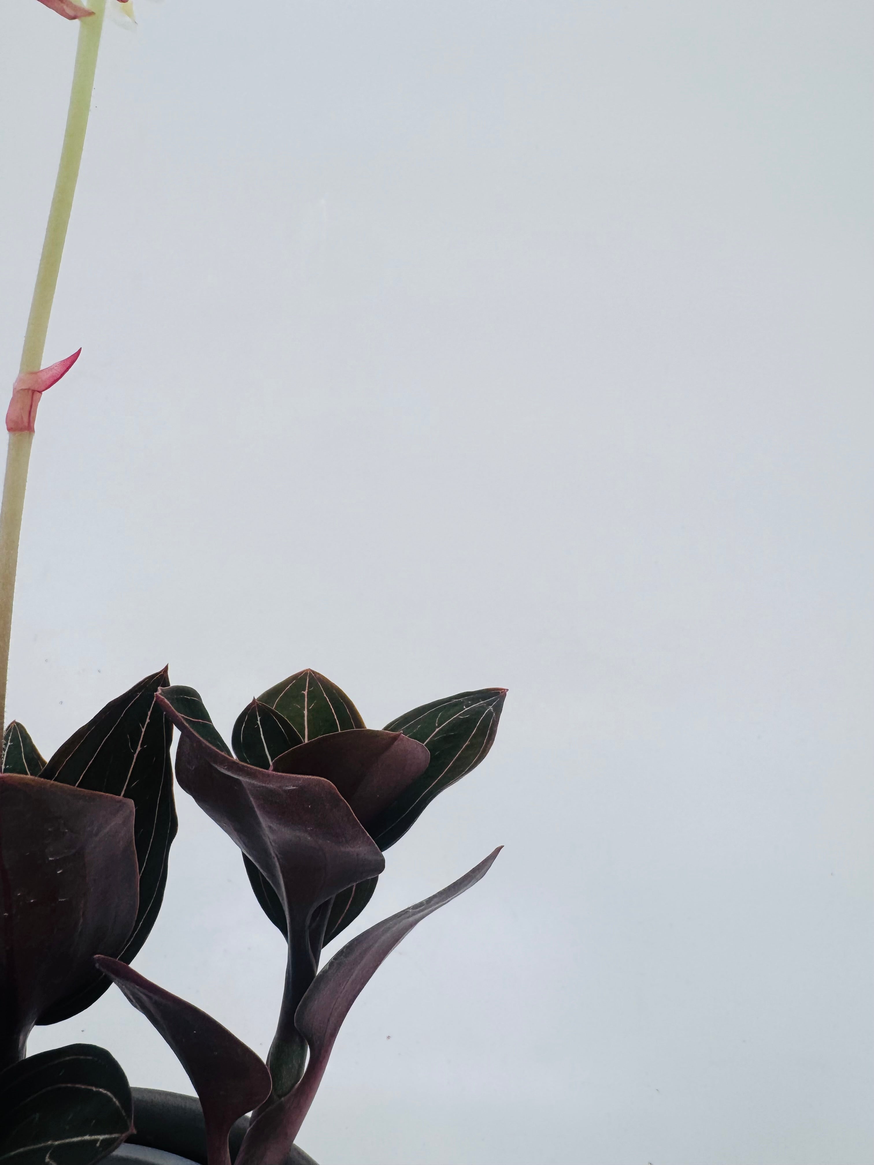 LUDISIA DISCOLOR M12