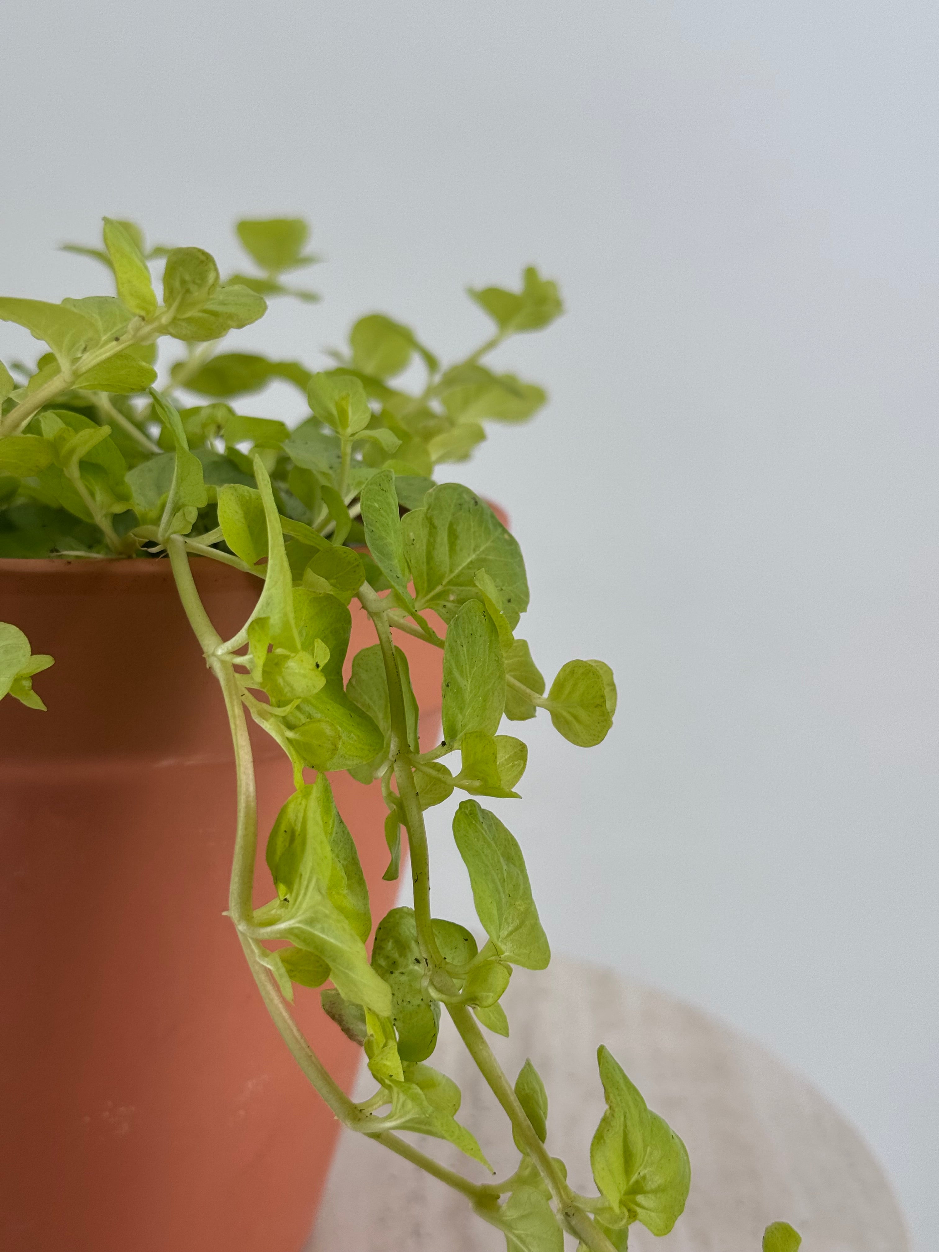 Lysimachia FM13 en maceta de terracota, con follaje verde lima colgante sobre fondo blanco.