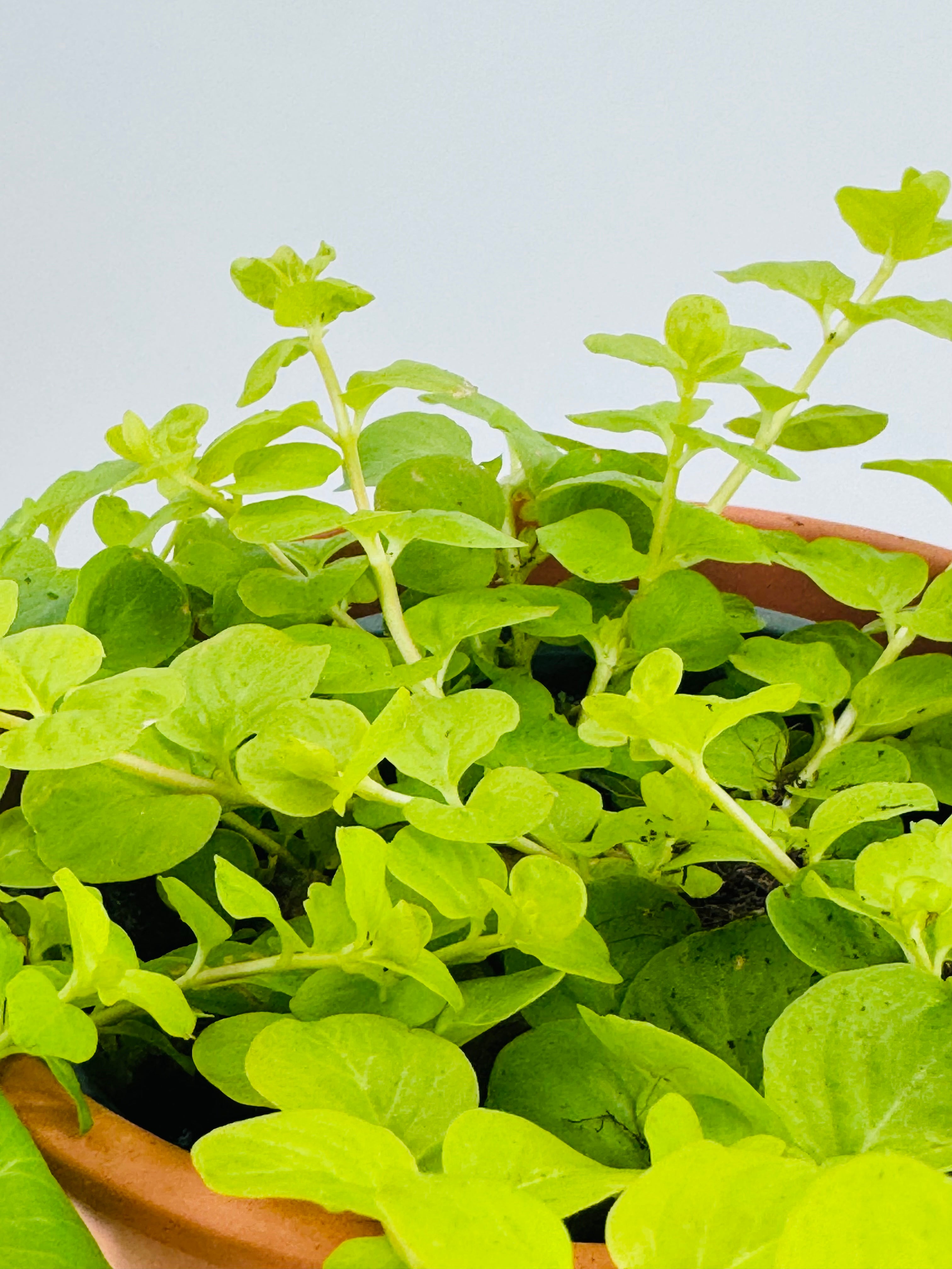 Lysimachia FM13 ornamental plant with abundant small, bright chartreuse leaves in a terracotta pot.