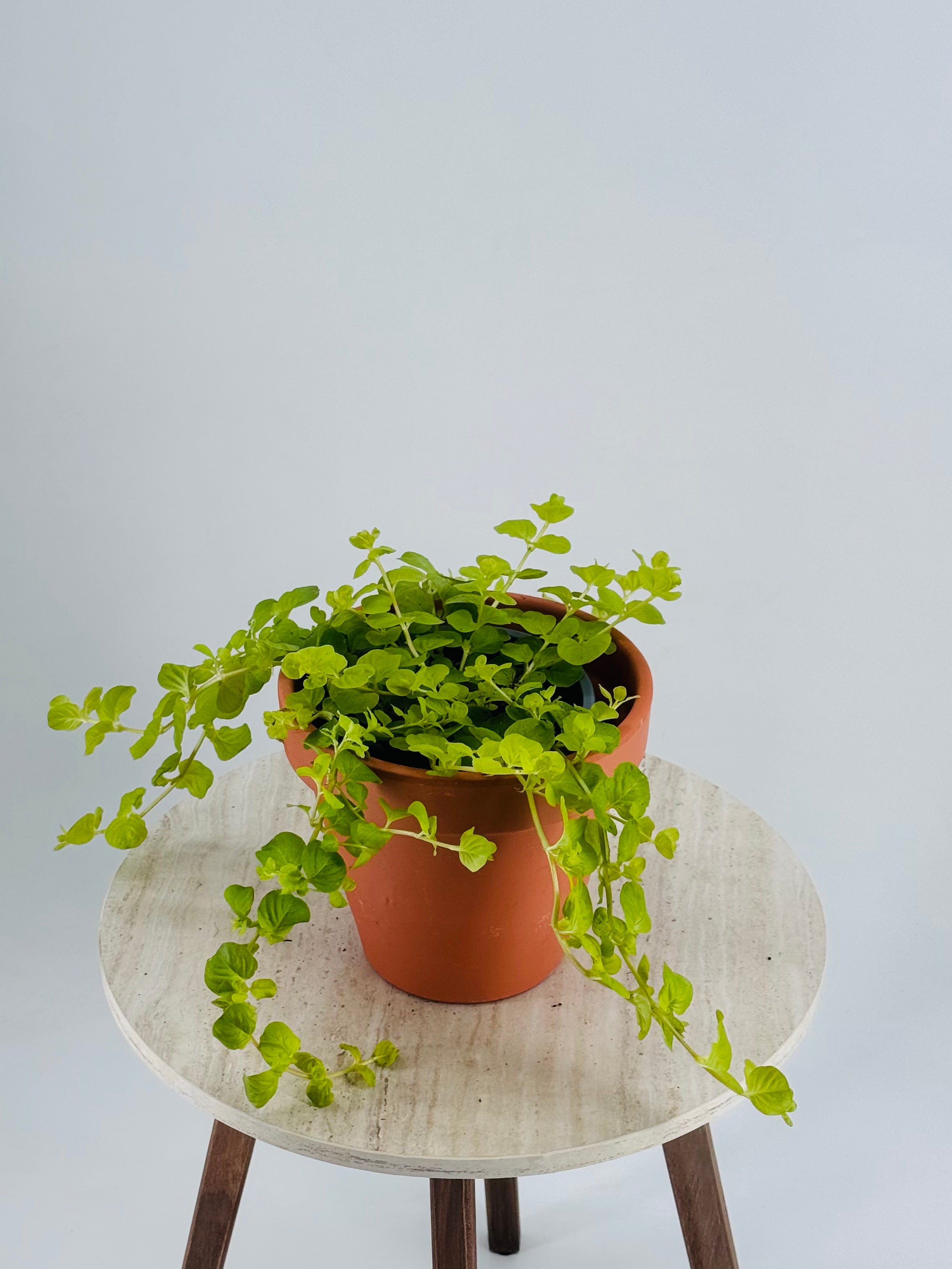 Lysimachia FM13 en maceta de terracota, con follaje verde lima y porte rastrero, sobre una mesa de mármol.