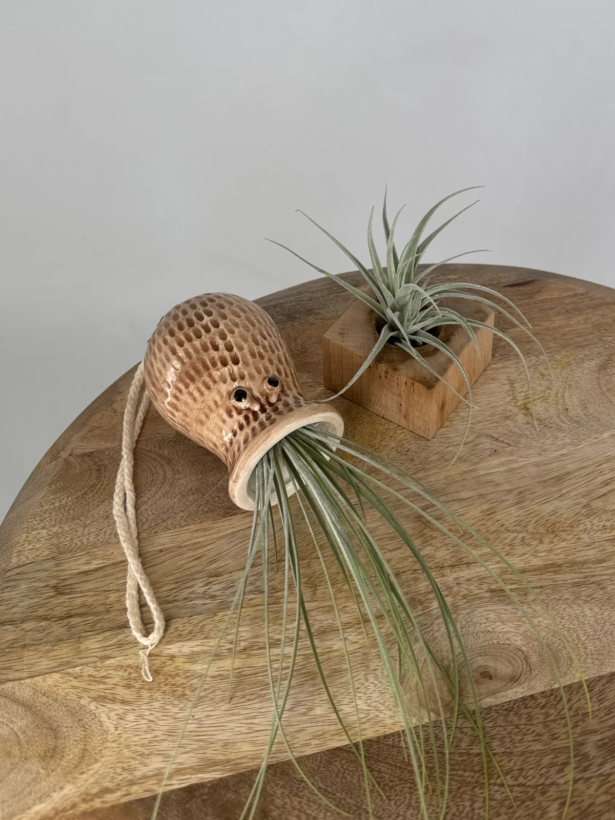 TILLANDSIA ANIMAL 7 X11 CMNEGRO