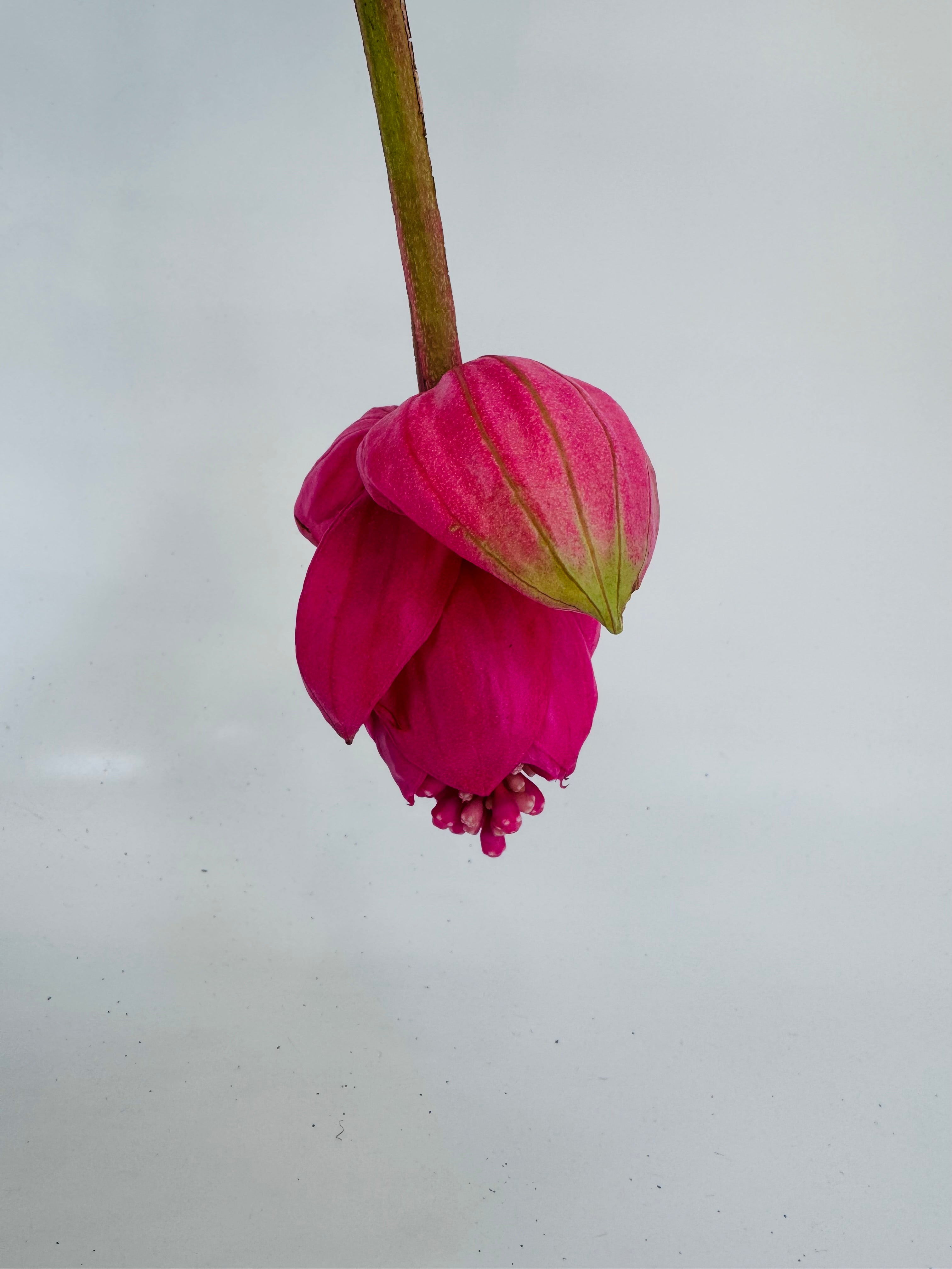 MEDINILLA MAGNIFICA FLAMENCO M 17