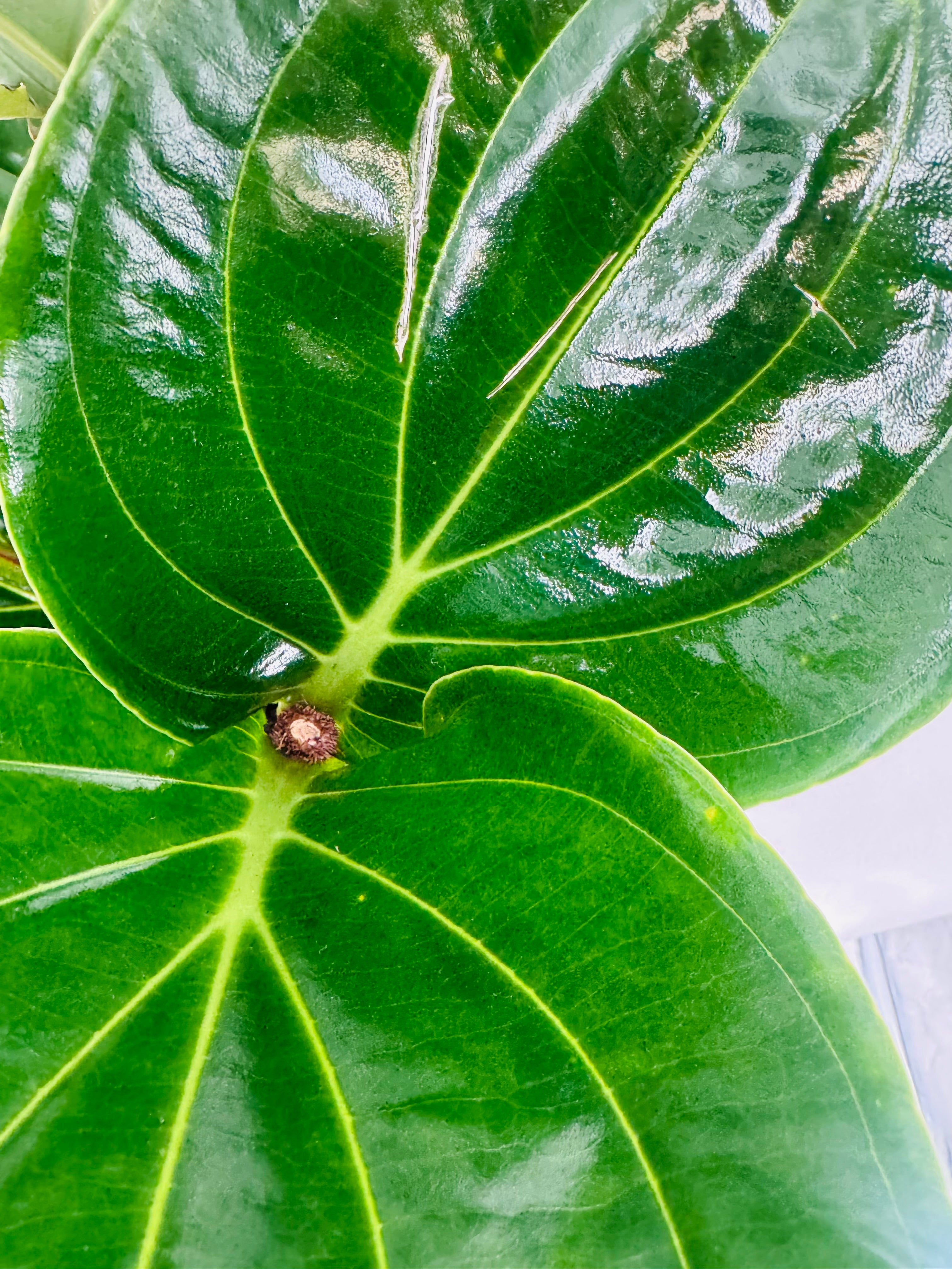 MEDINILLA MAGNIFICA FLAMENCO M 17