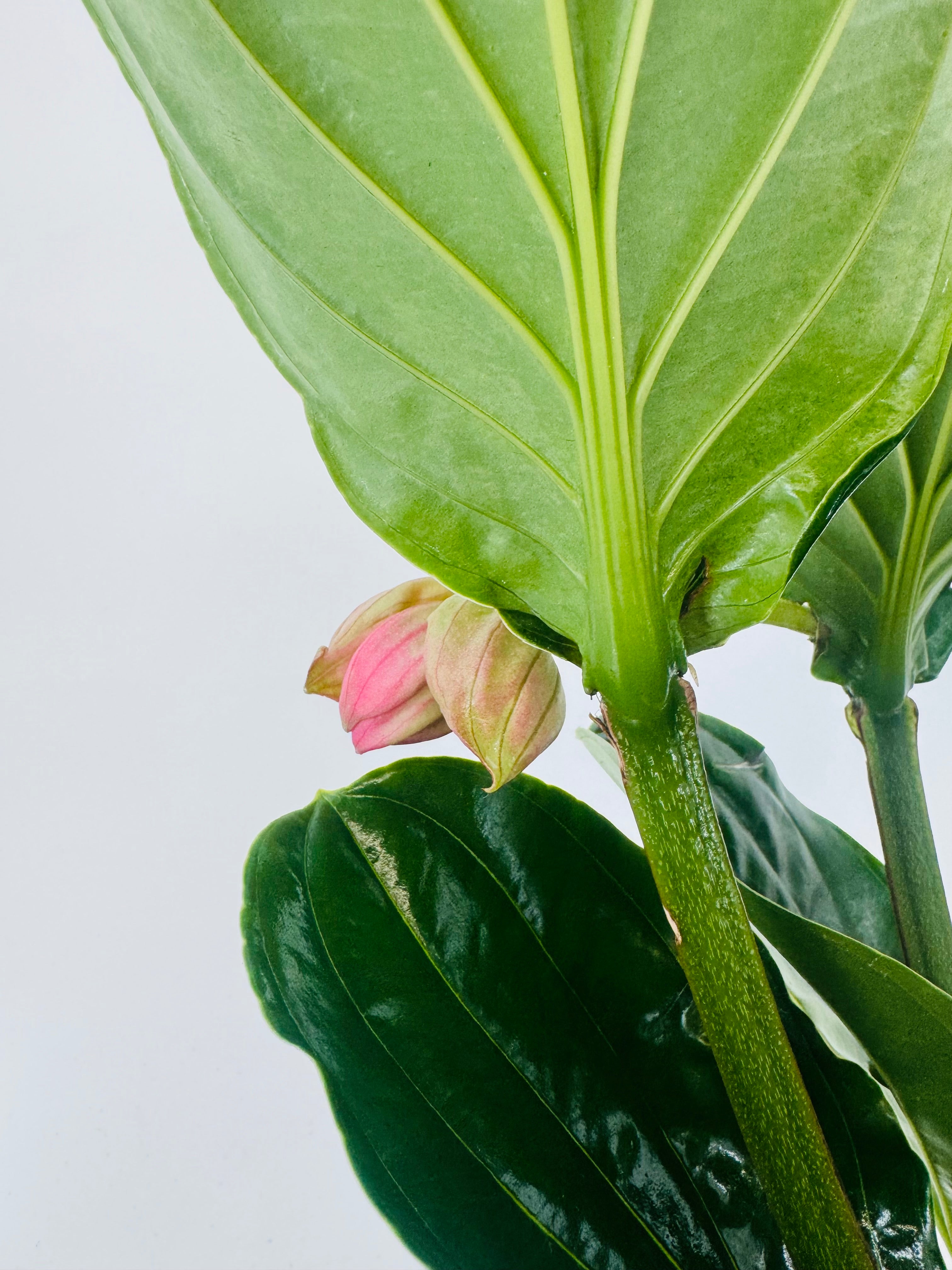 MEDINILLA MAGNIFICA FLAMENCO M 17
