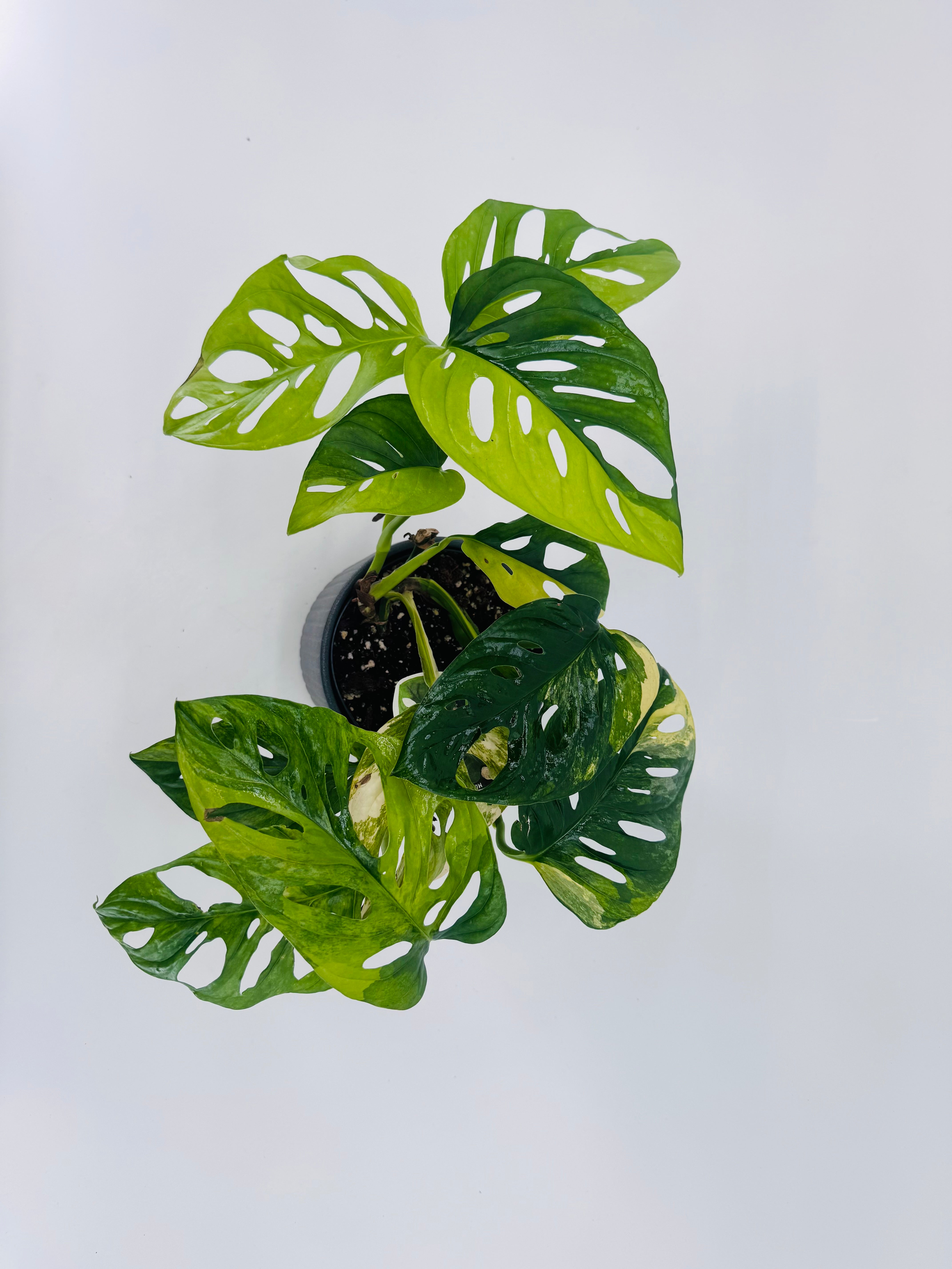 MONSTERA ADANSONII AUREA M14