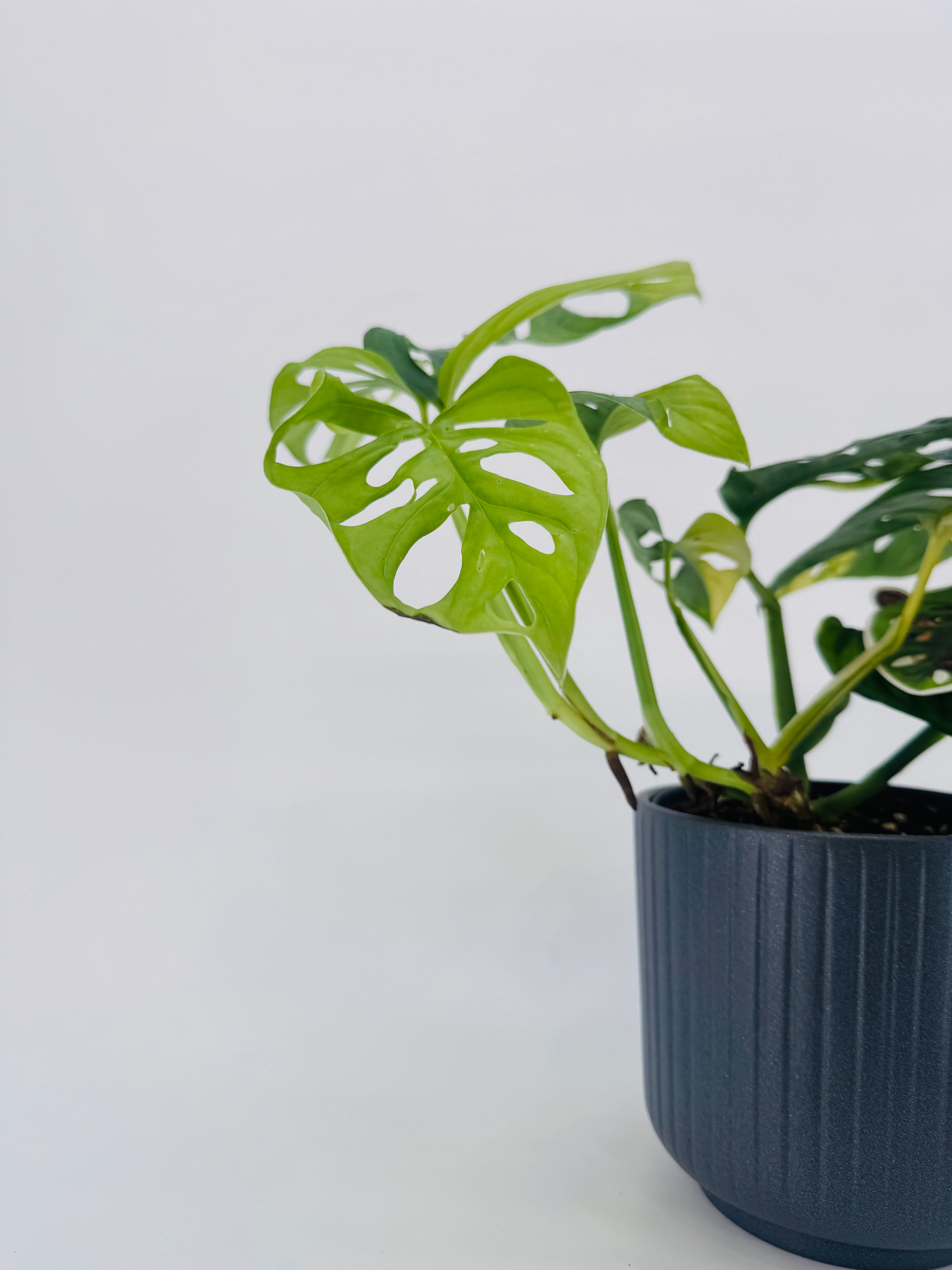 Monstera Adansonii Aurea M14 con hojas verdes y variegación amarilla en maceta gris estriada.