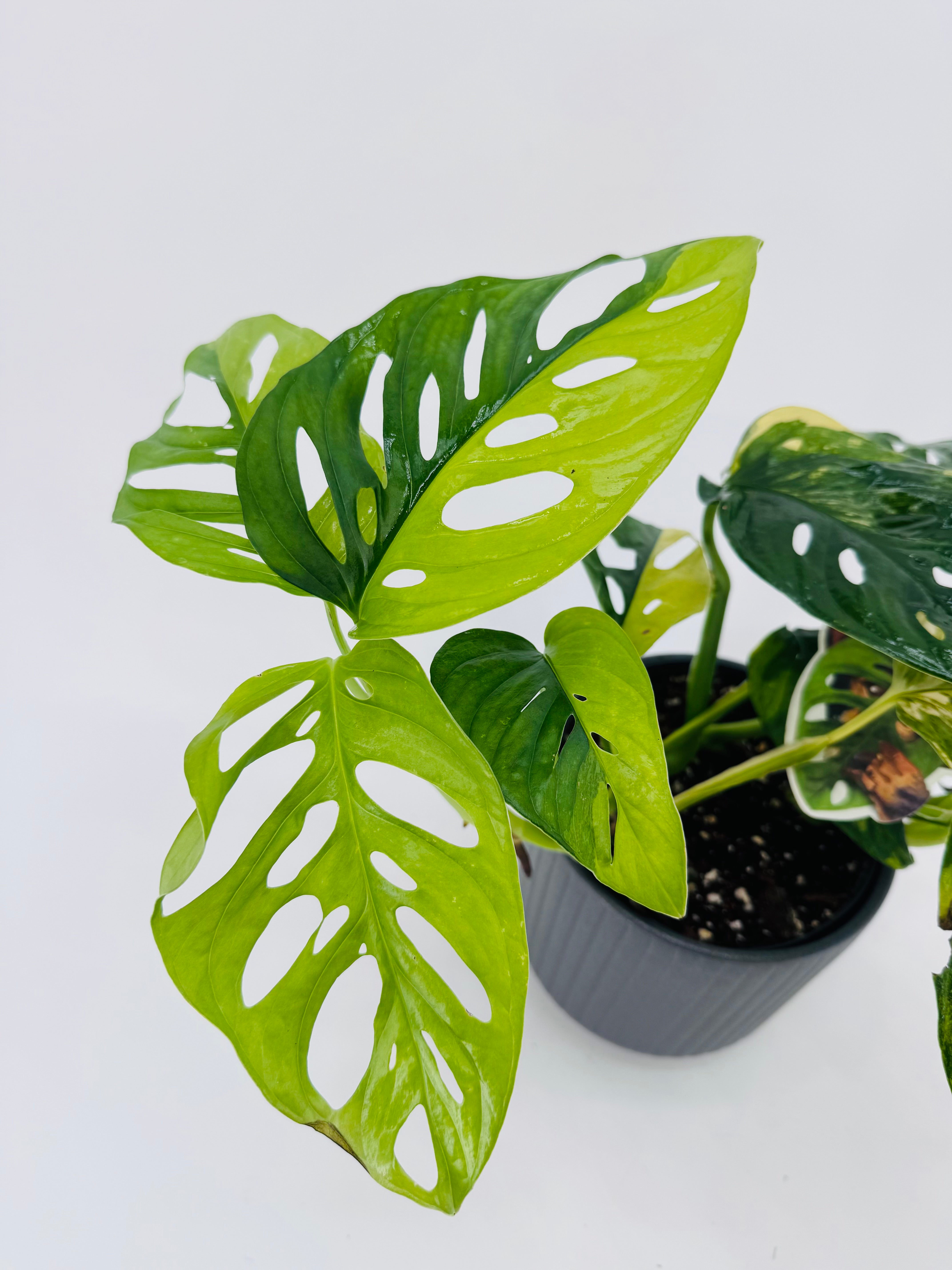 Monstera Adansonii Aurea M14 con hojas perforadas verde y variegación amarilla en maceta negra.