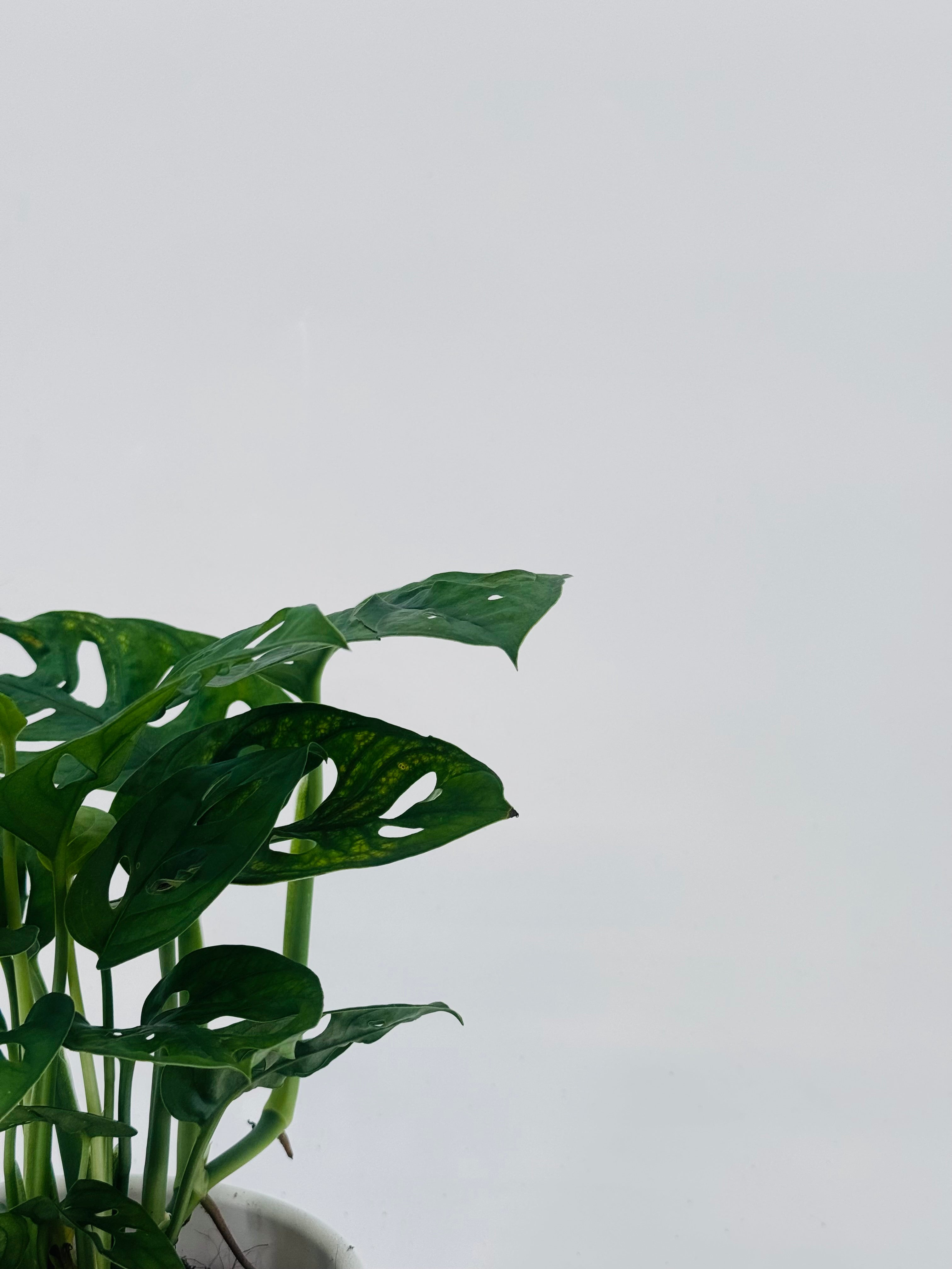 MONSTERA ADANSONII M12