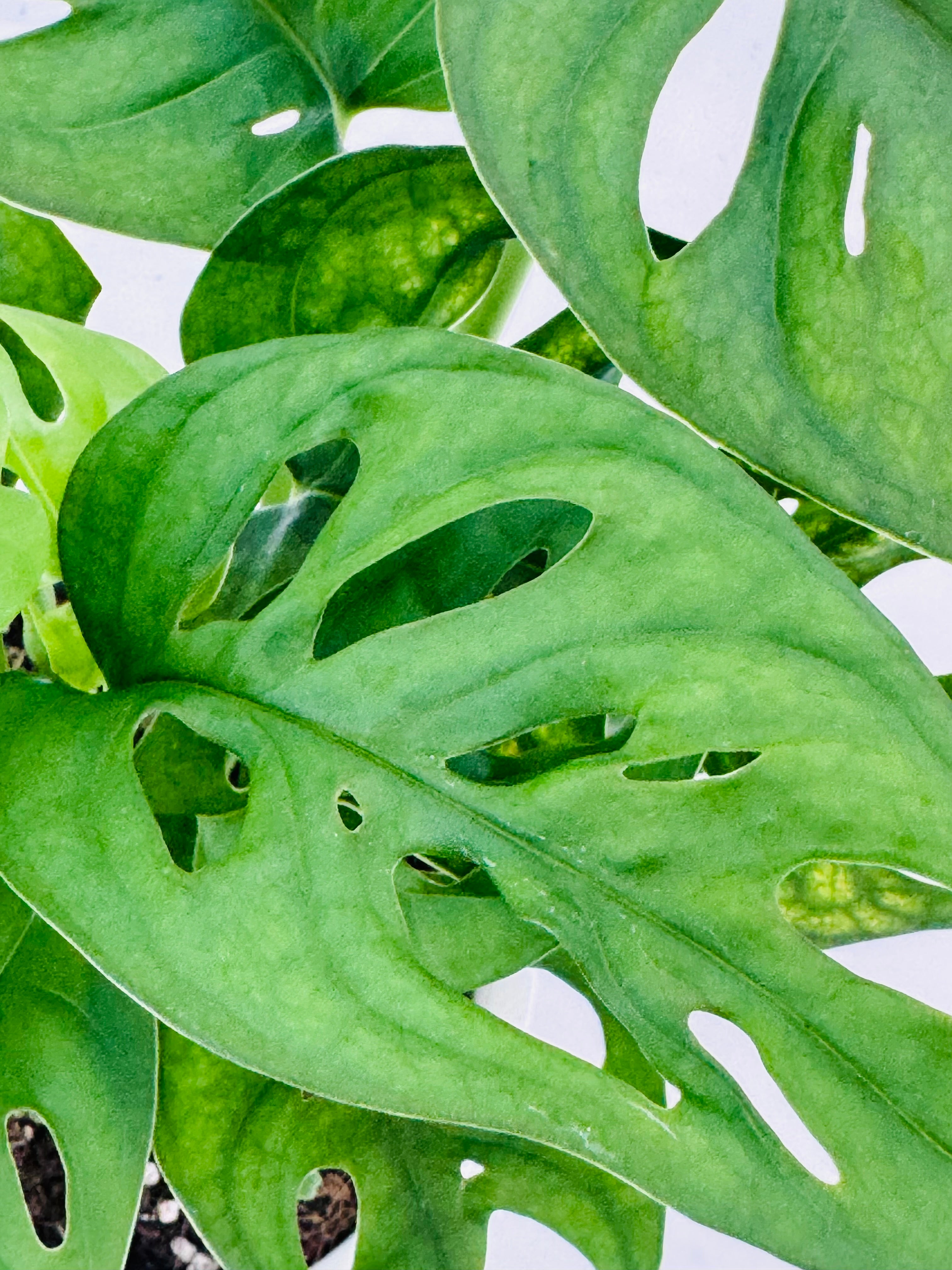 MONSTERA ADANSONII M12