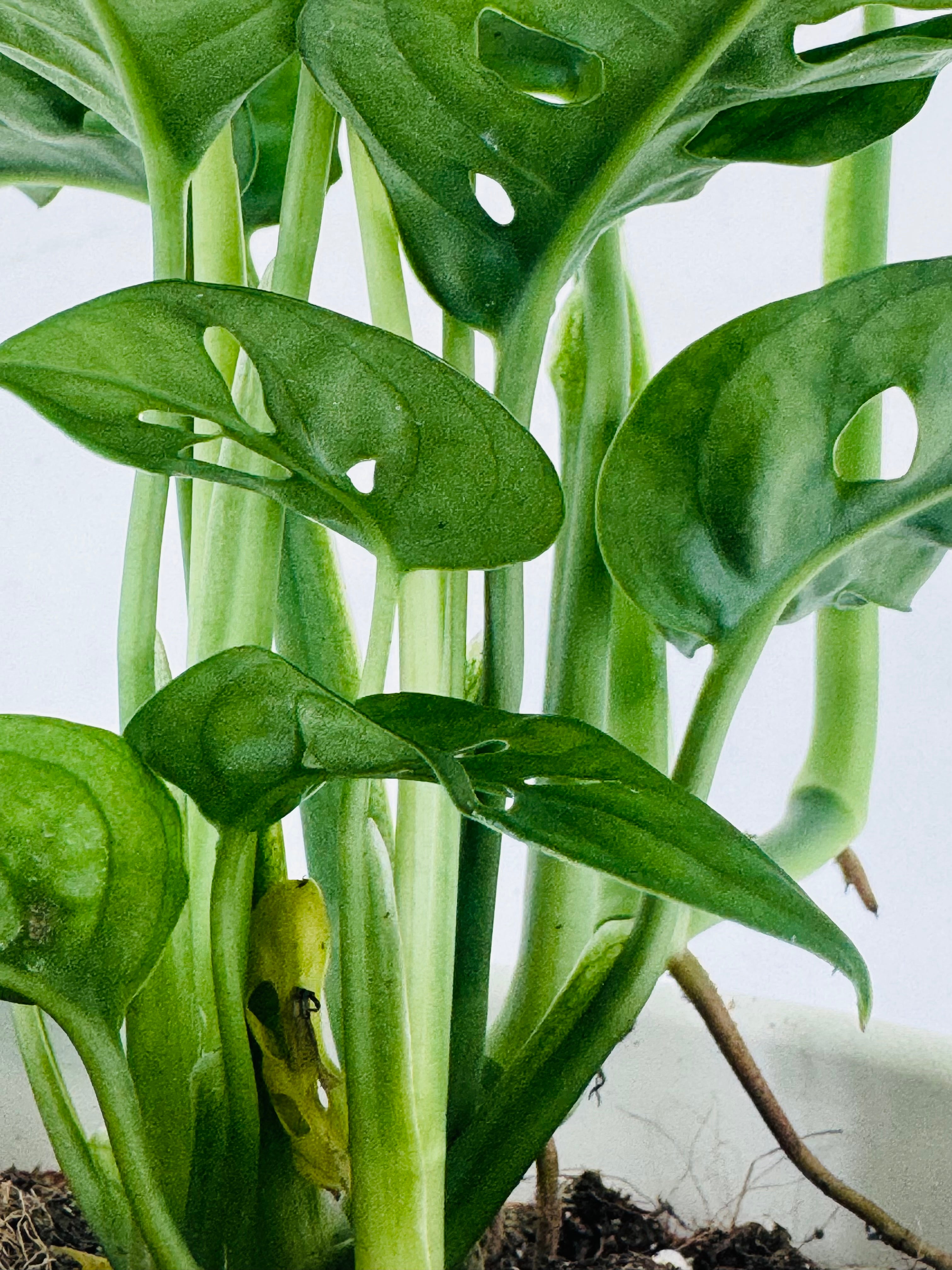 MONSTERA ADANSONII M12