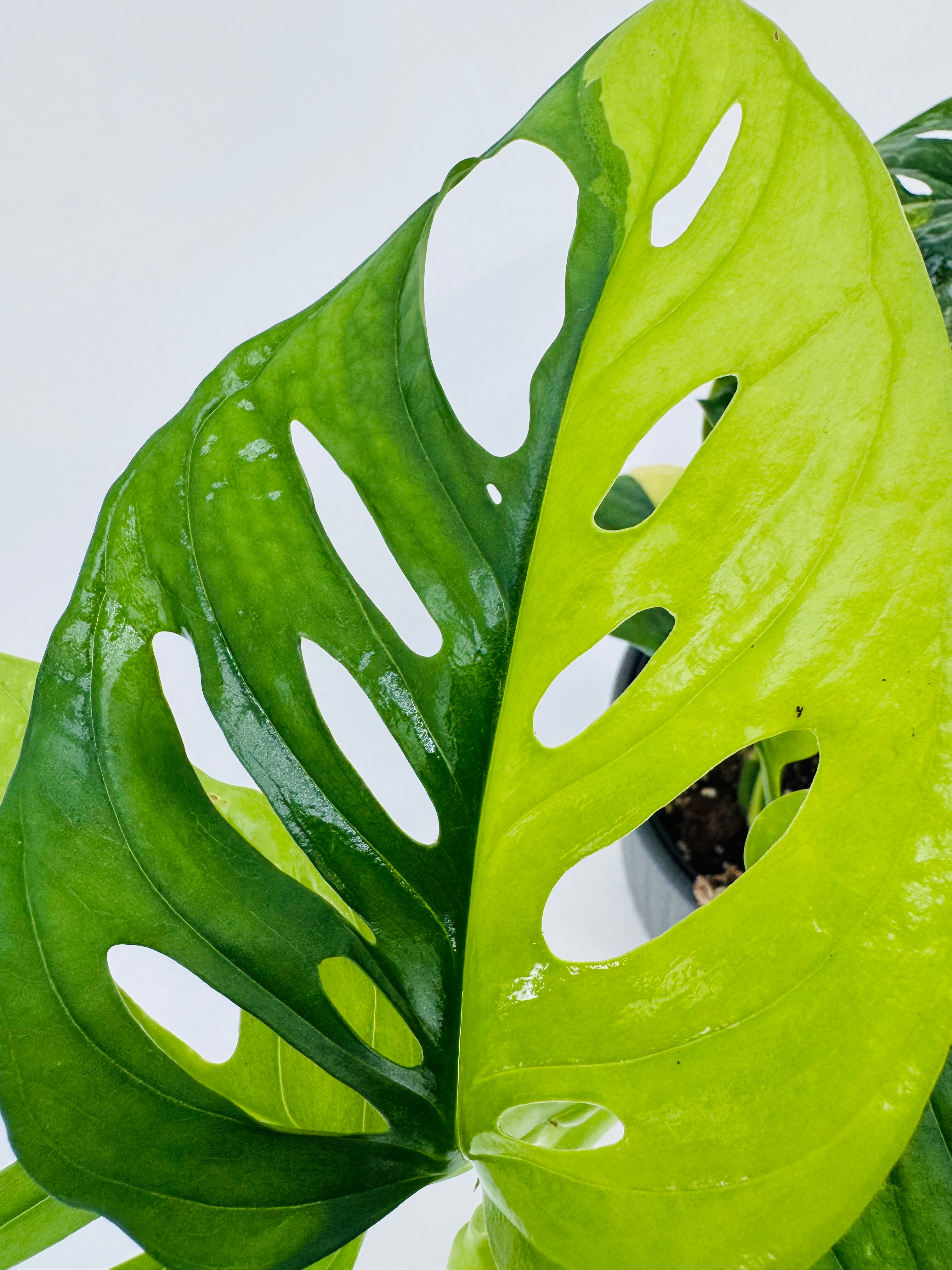 Monstera Adansonii Aurea M14 con variegación amarilla intensa y hojas perforadas.