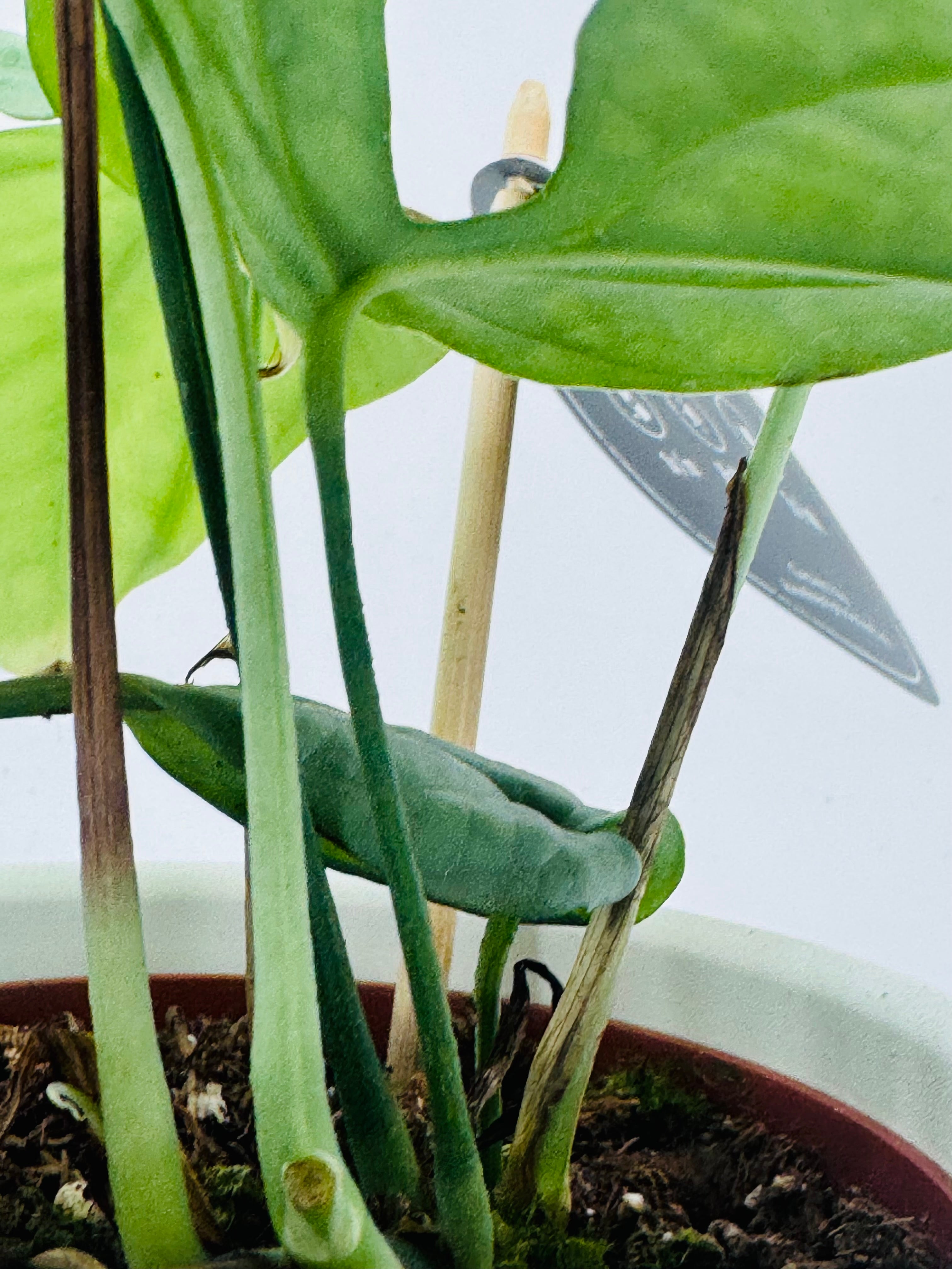MONSTERA AMYDRIUM MEDIOUM SILVER M12