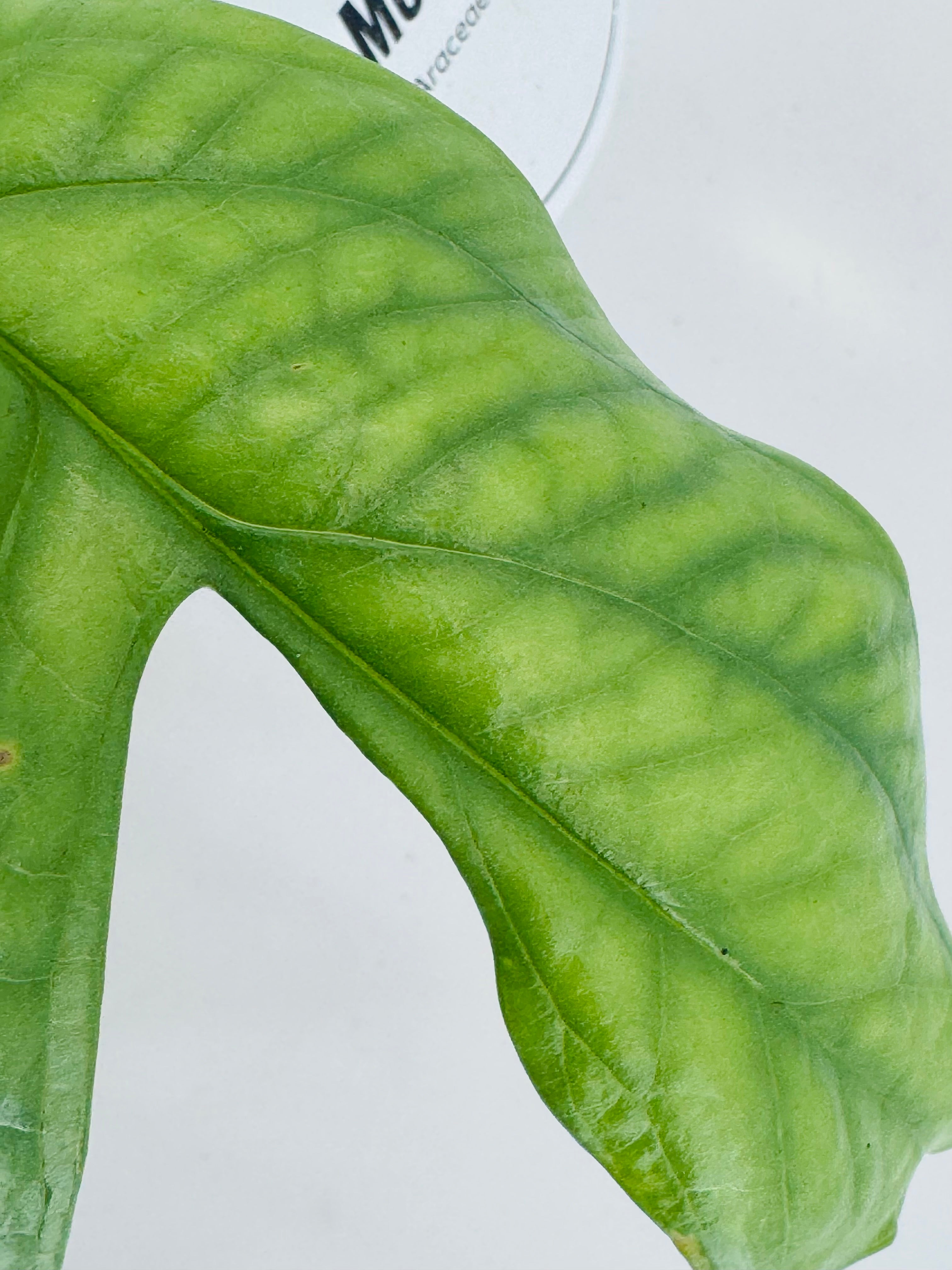 MONSTERA AMYDRIUM MEDIOUM SILVER M12