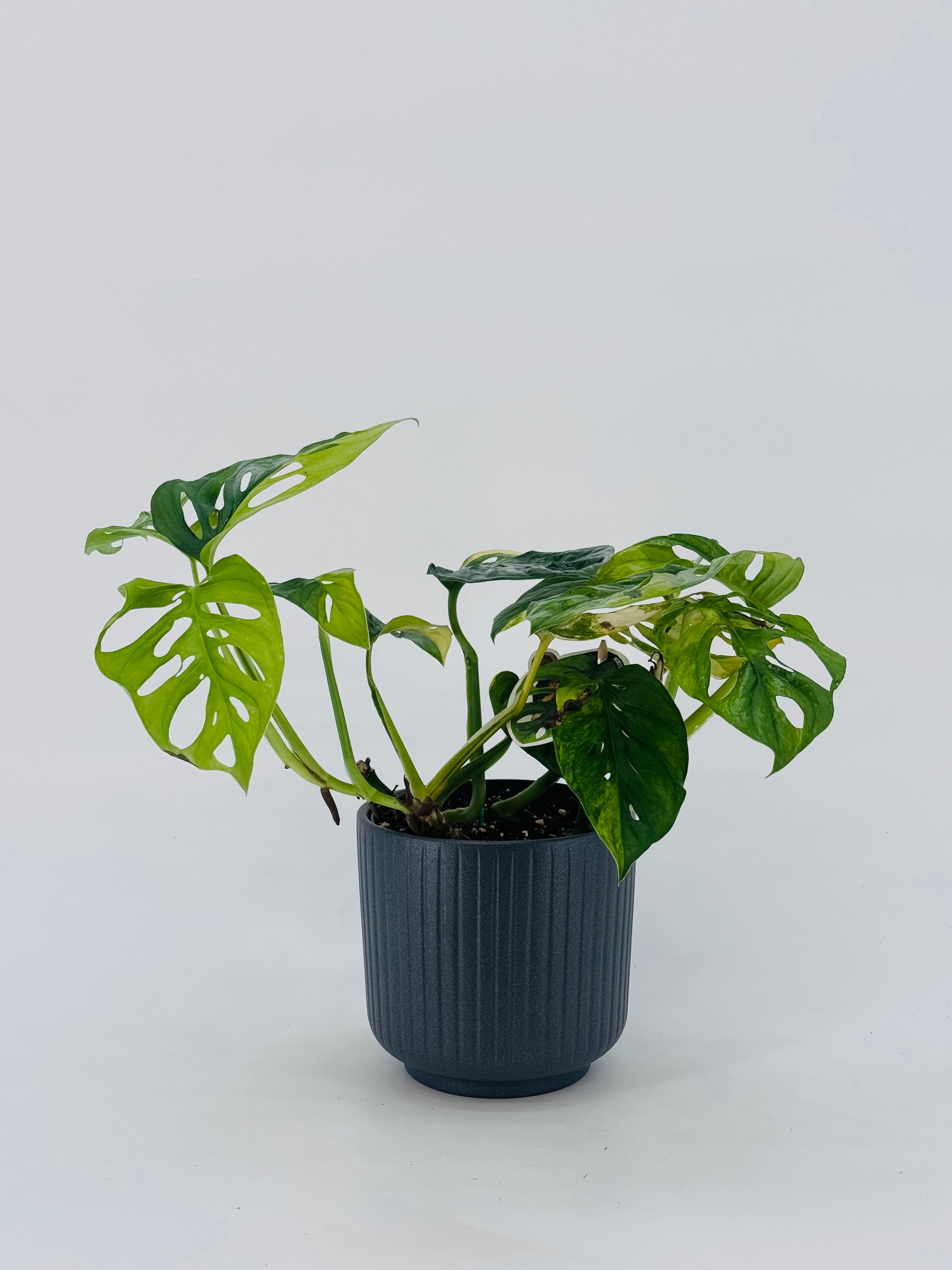 MONSTERA ADANSONII AUREA M14