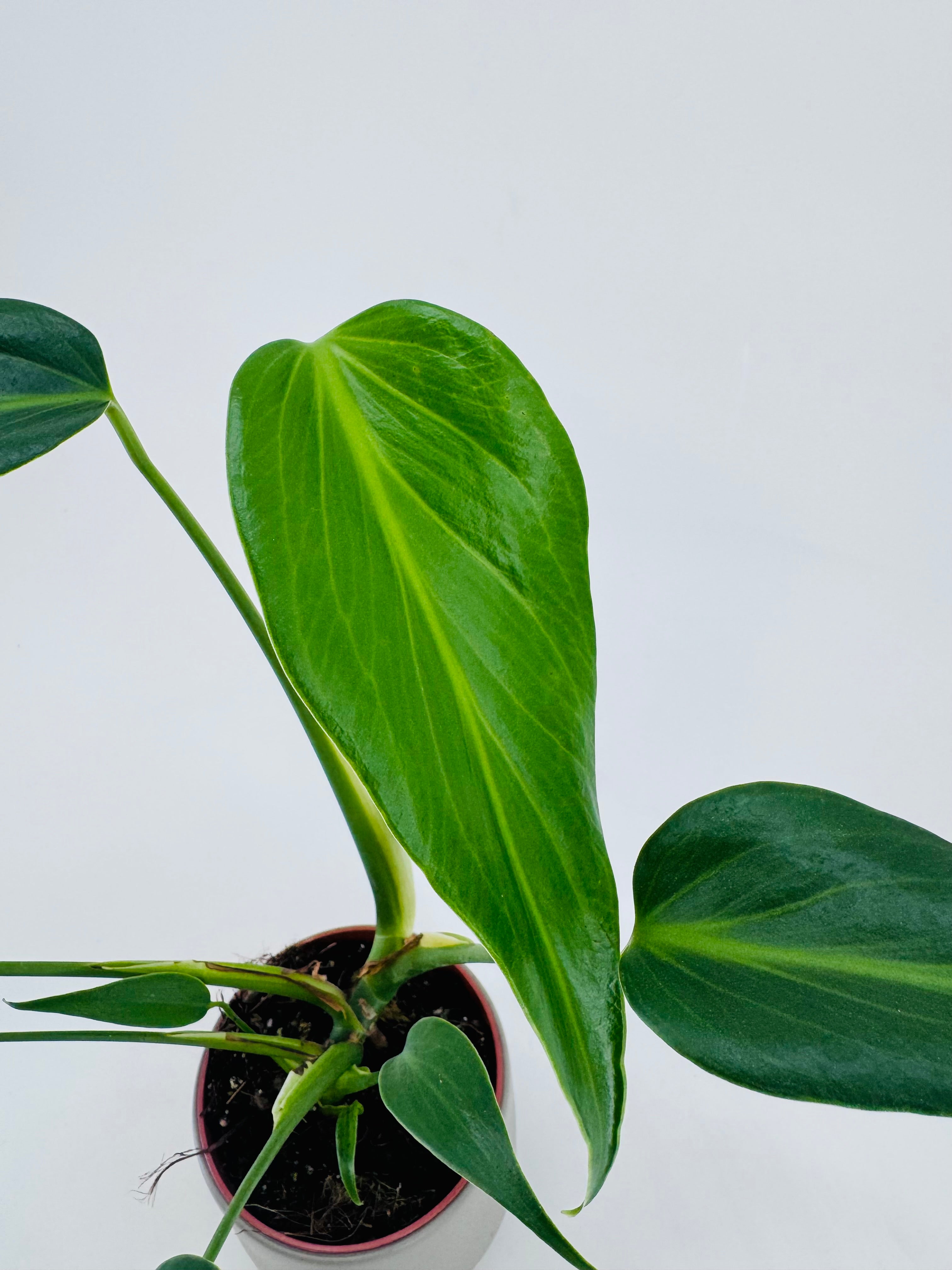 MONSTERA BURLE MARX FLAME M10,5