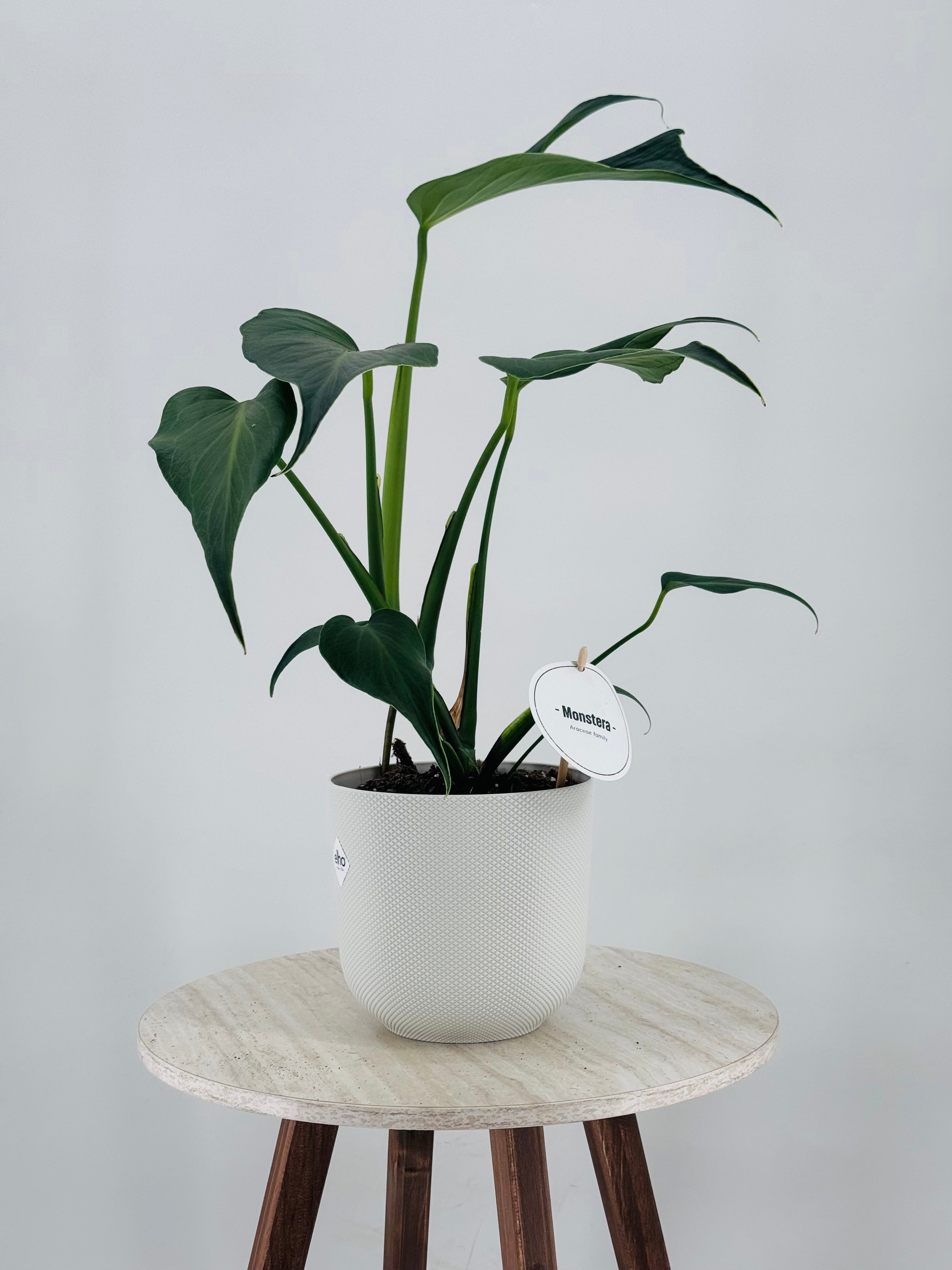 MONSTERA BURLE MARX M15
