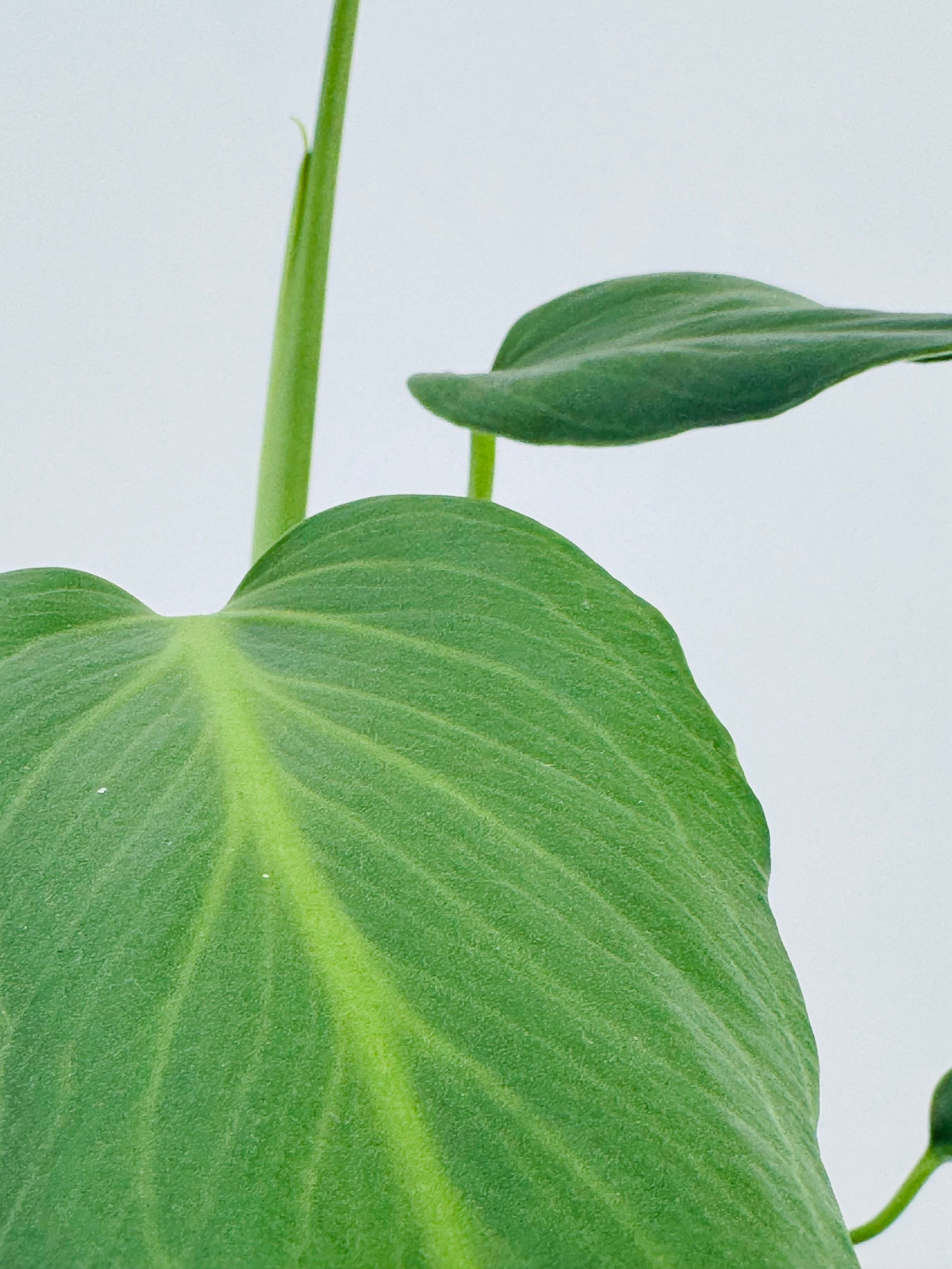 MONSTERA BURLE MARX M15