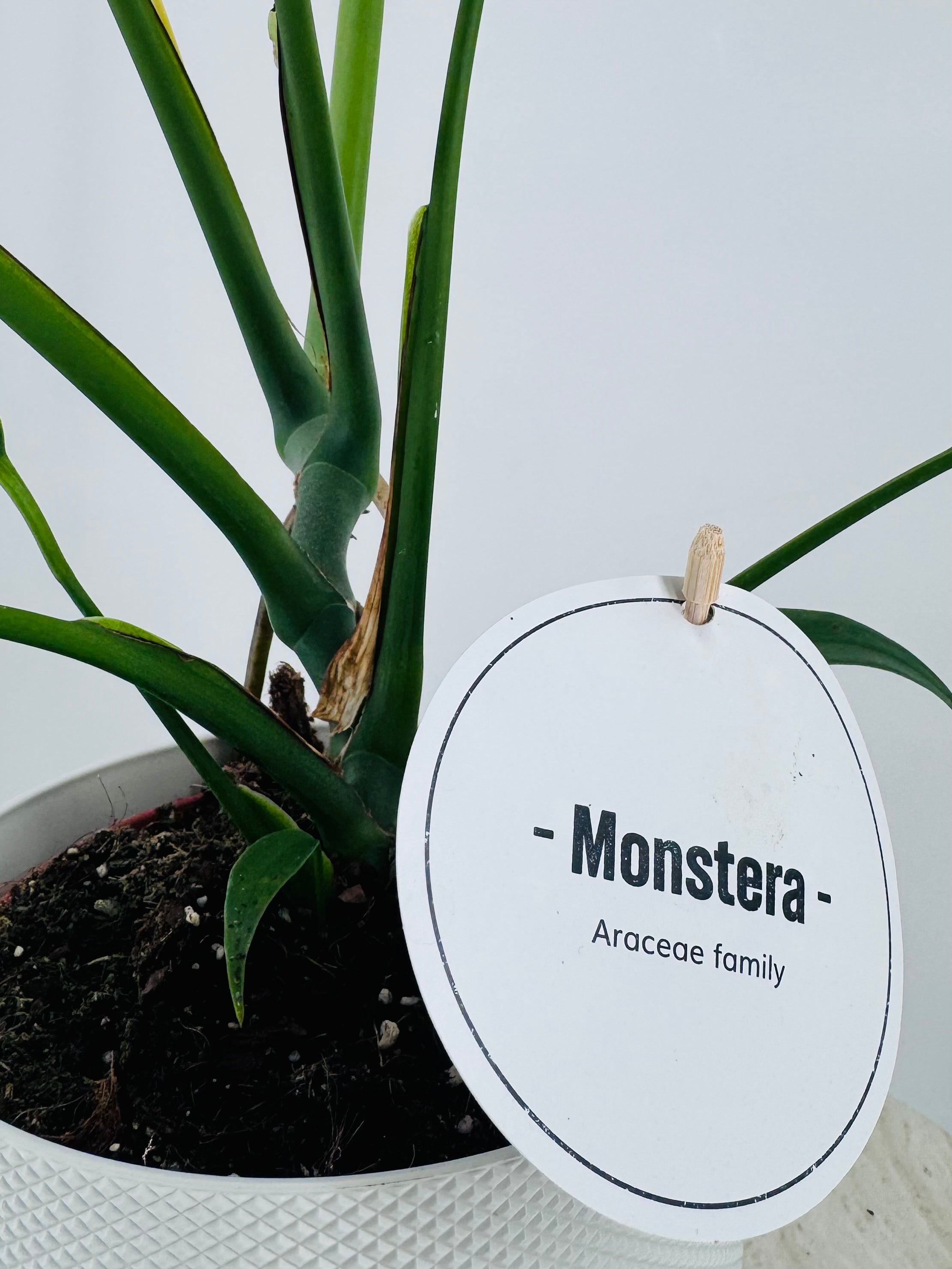 MONSTERA BURLE MARX M15