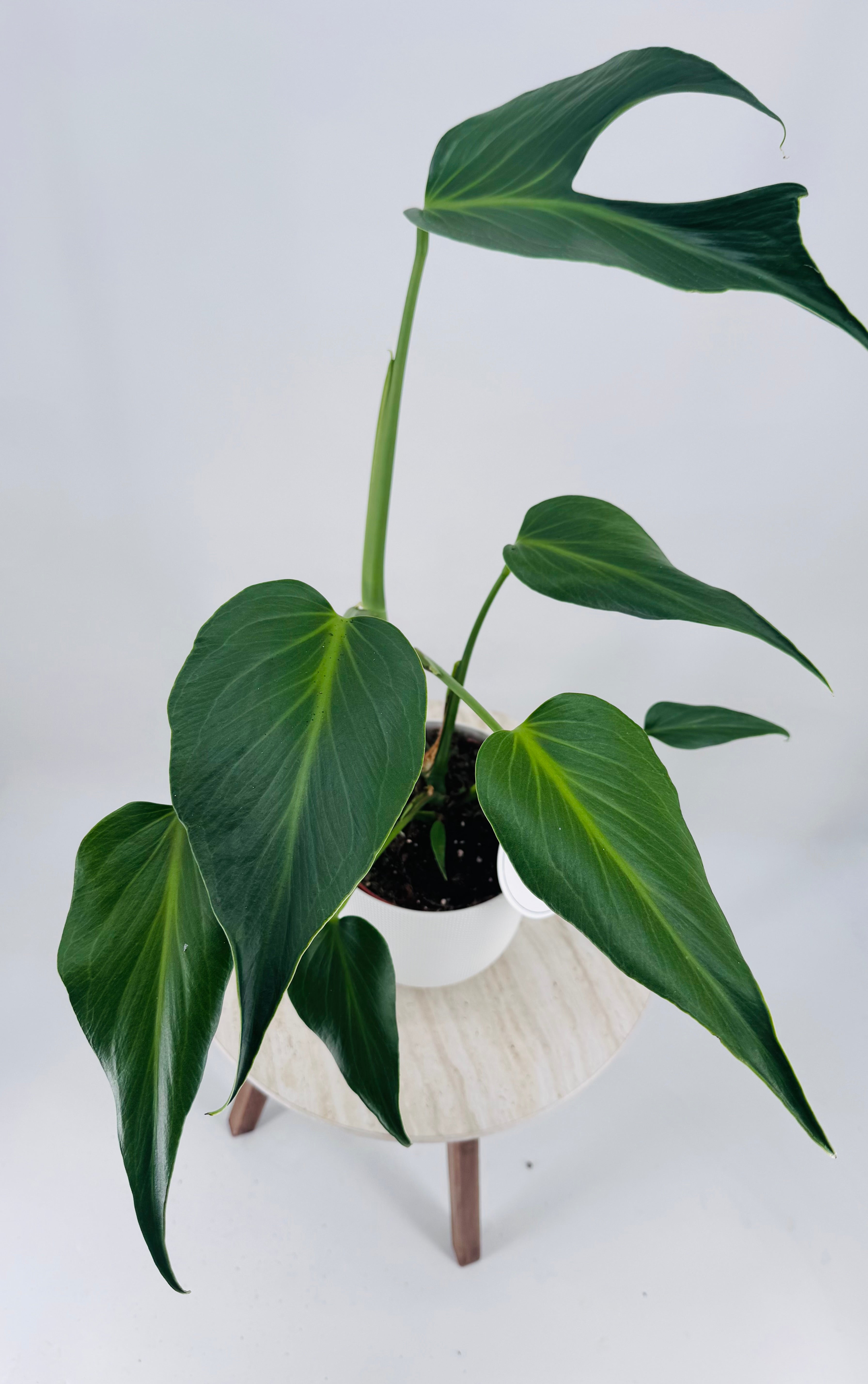 MONSTERA BURLE MARX M15