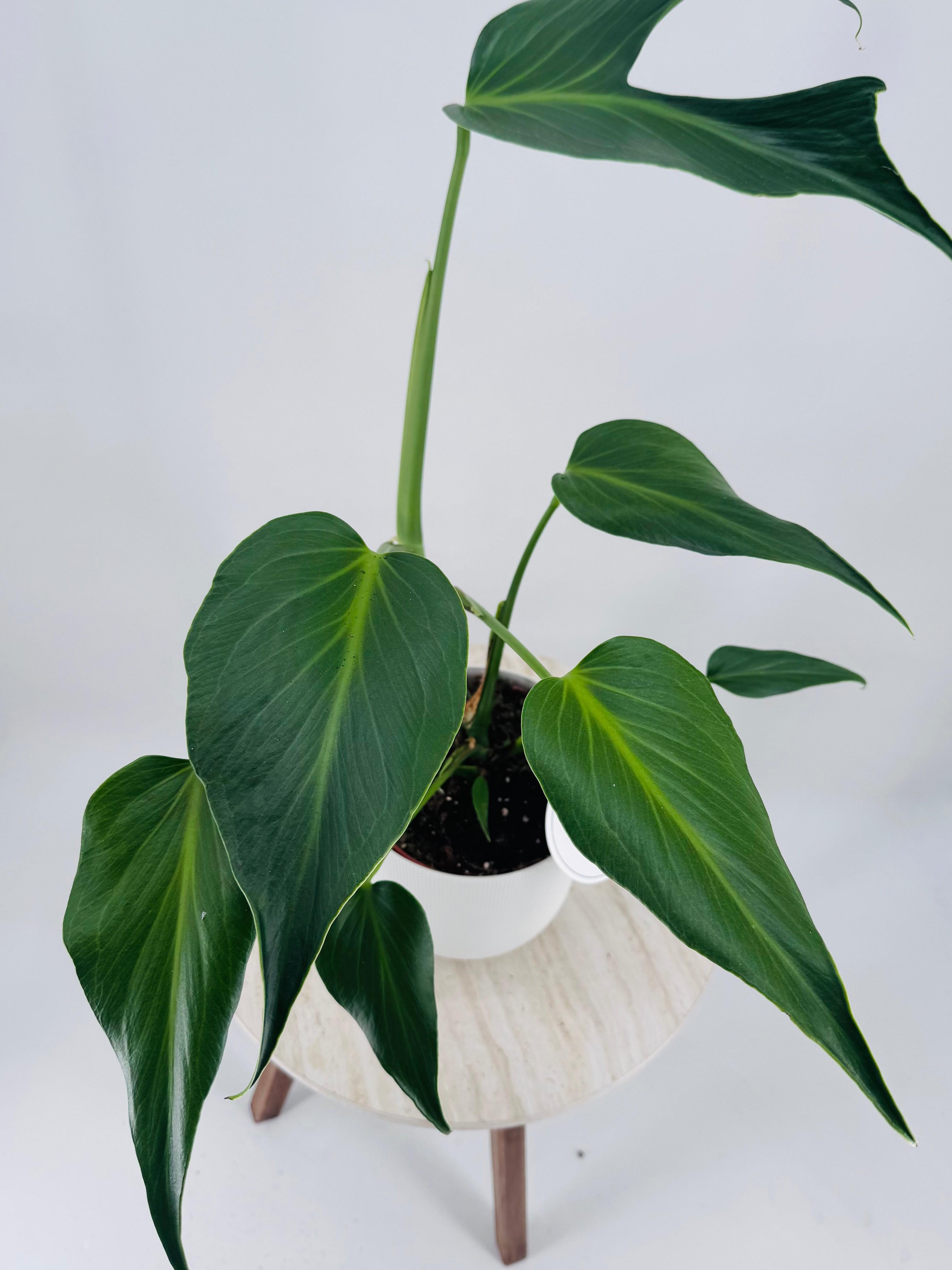 MONSTERA BURLE MARX M15