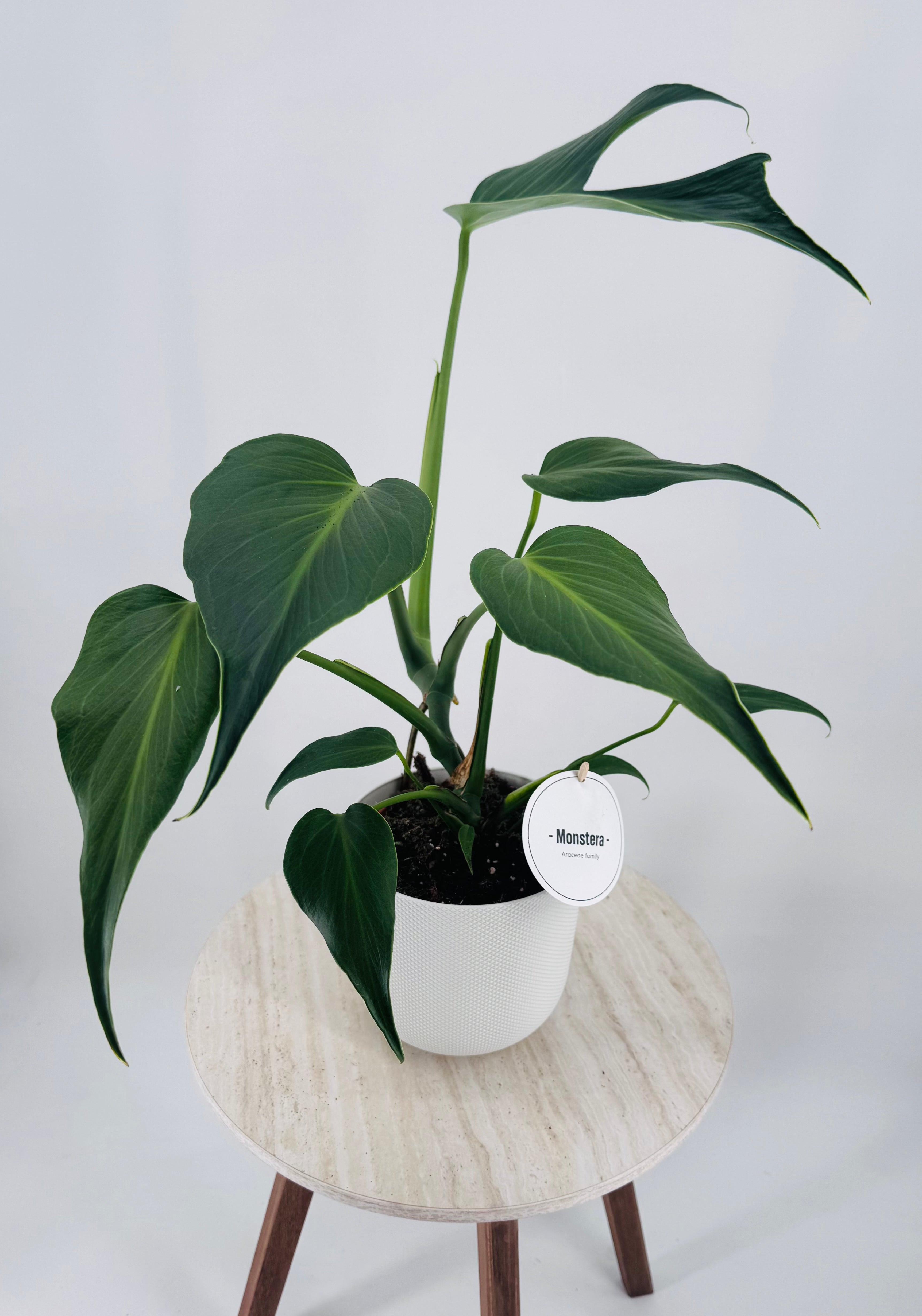 MONSTERA BURLE MARX M15