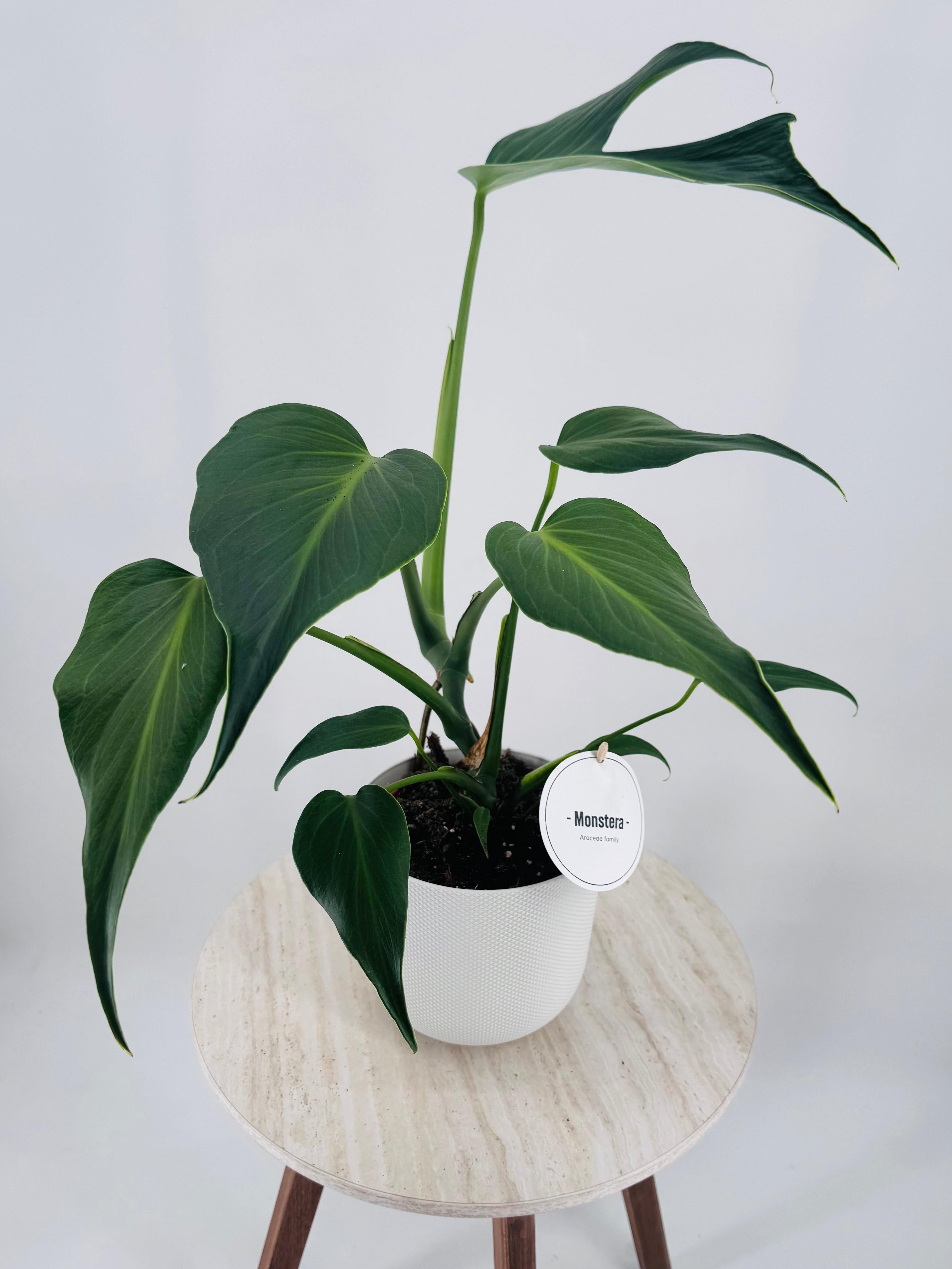 MONSTERA BURLE MARX M15