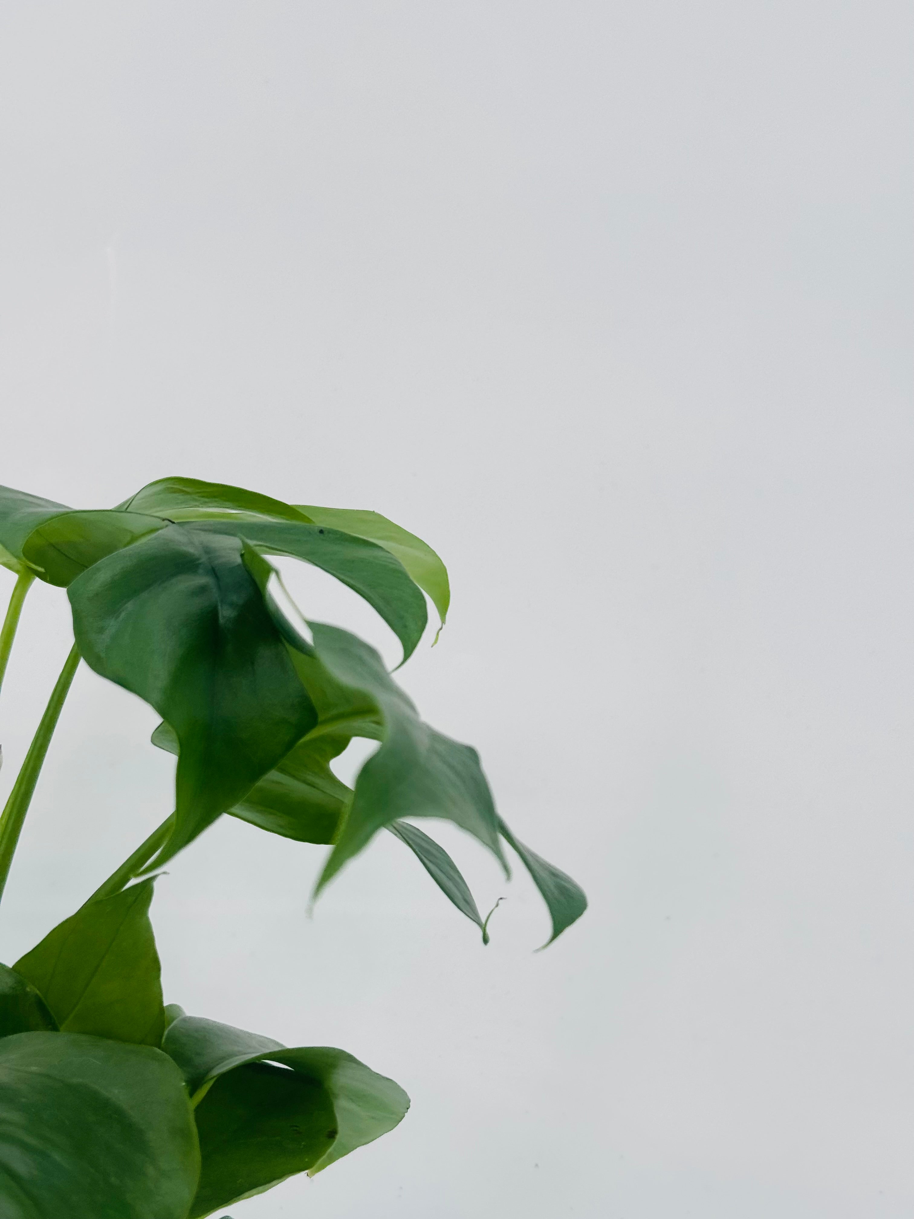MONSTERA DELIC. MINIMA M12