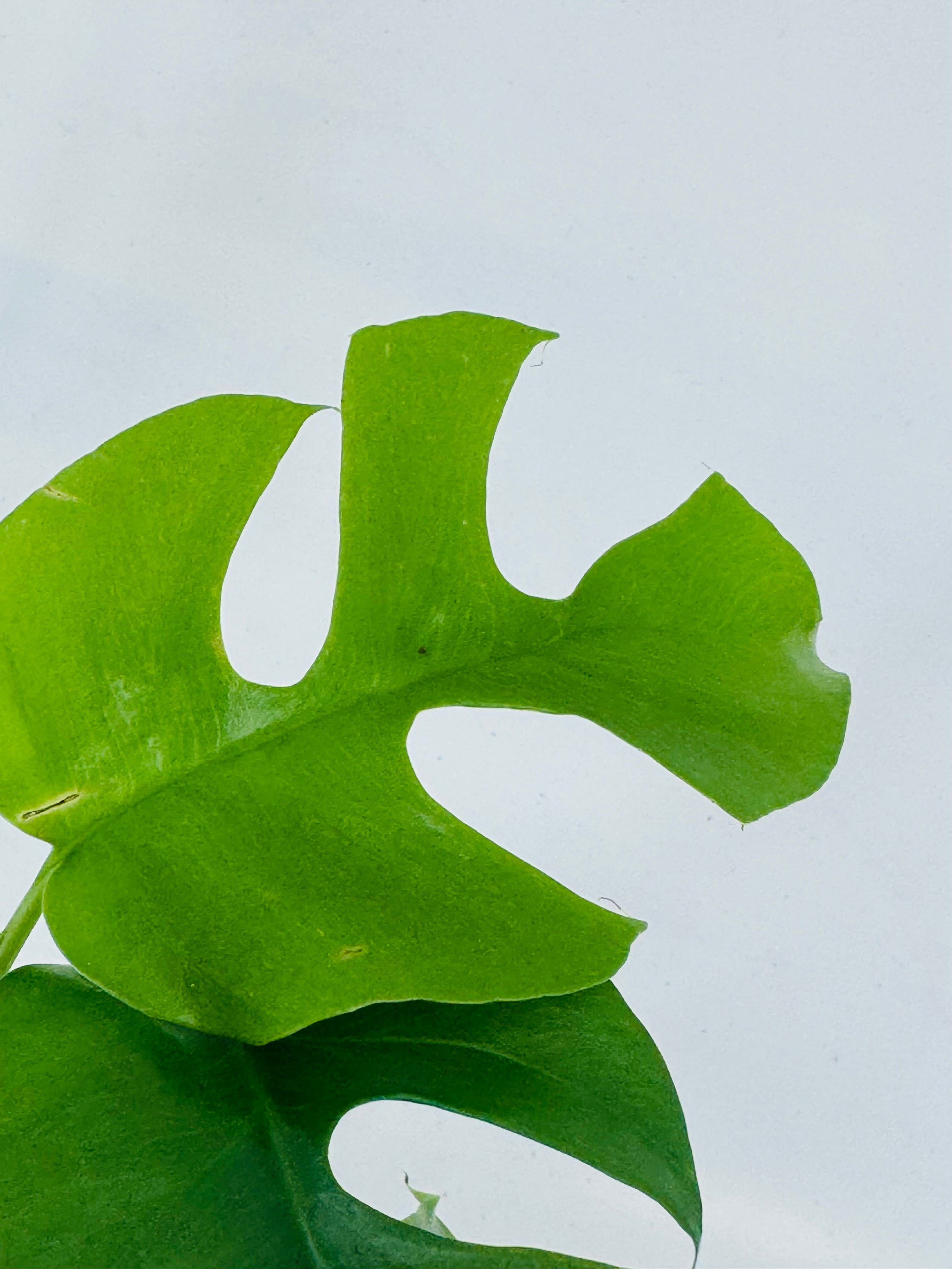 MONSTERA DELIC. MINIMA M12