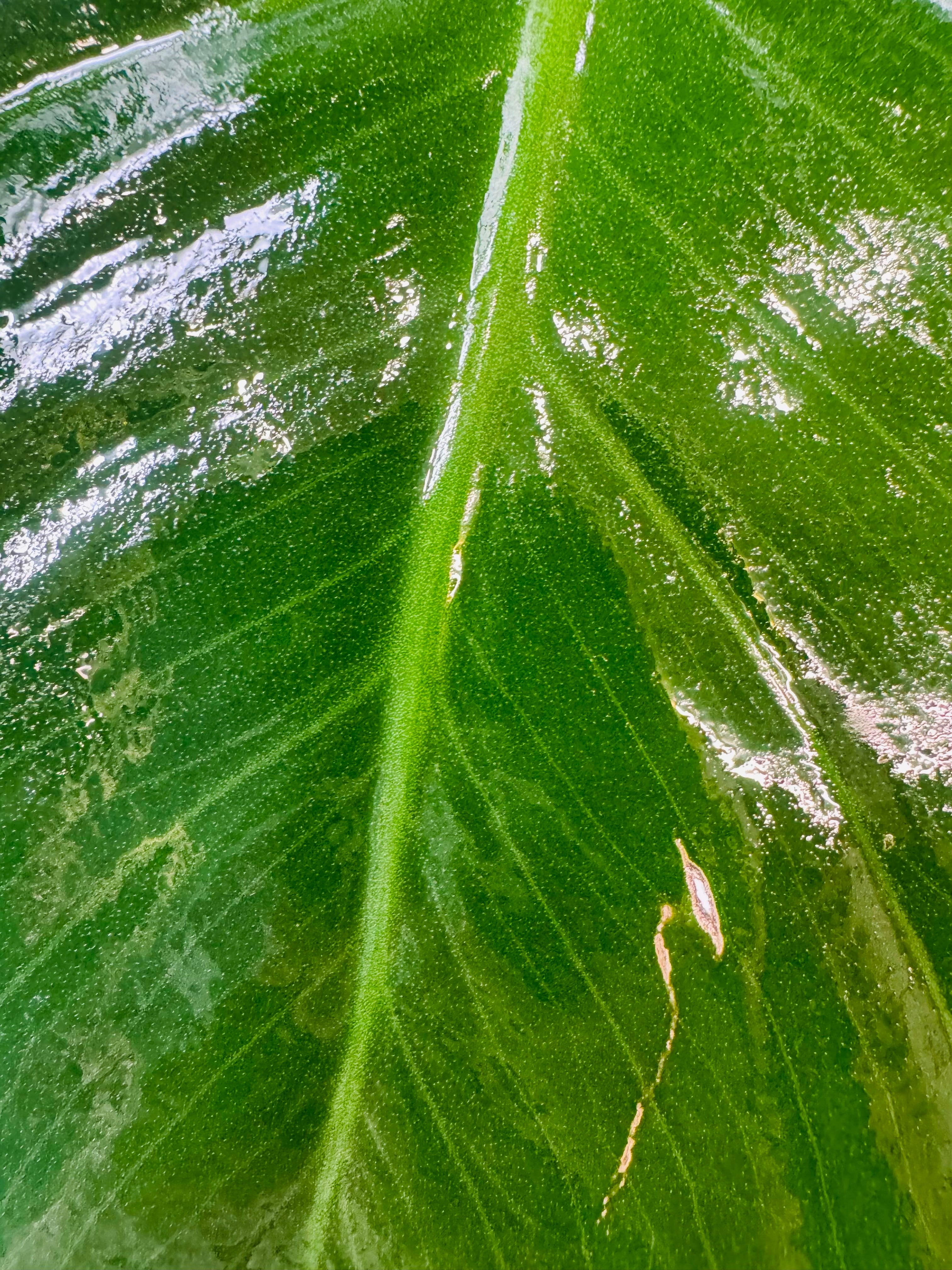 MONSTERA DELICIOSA M24