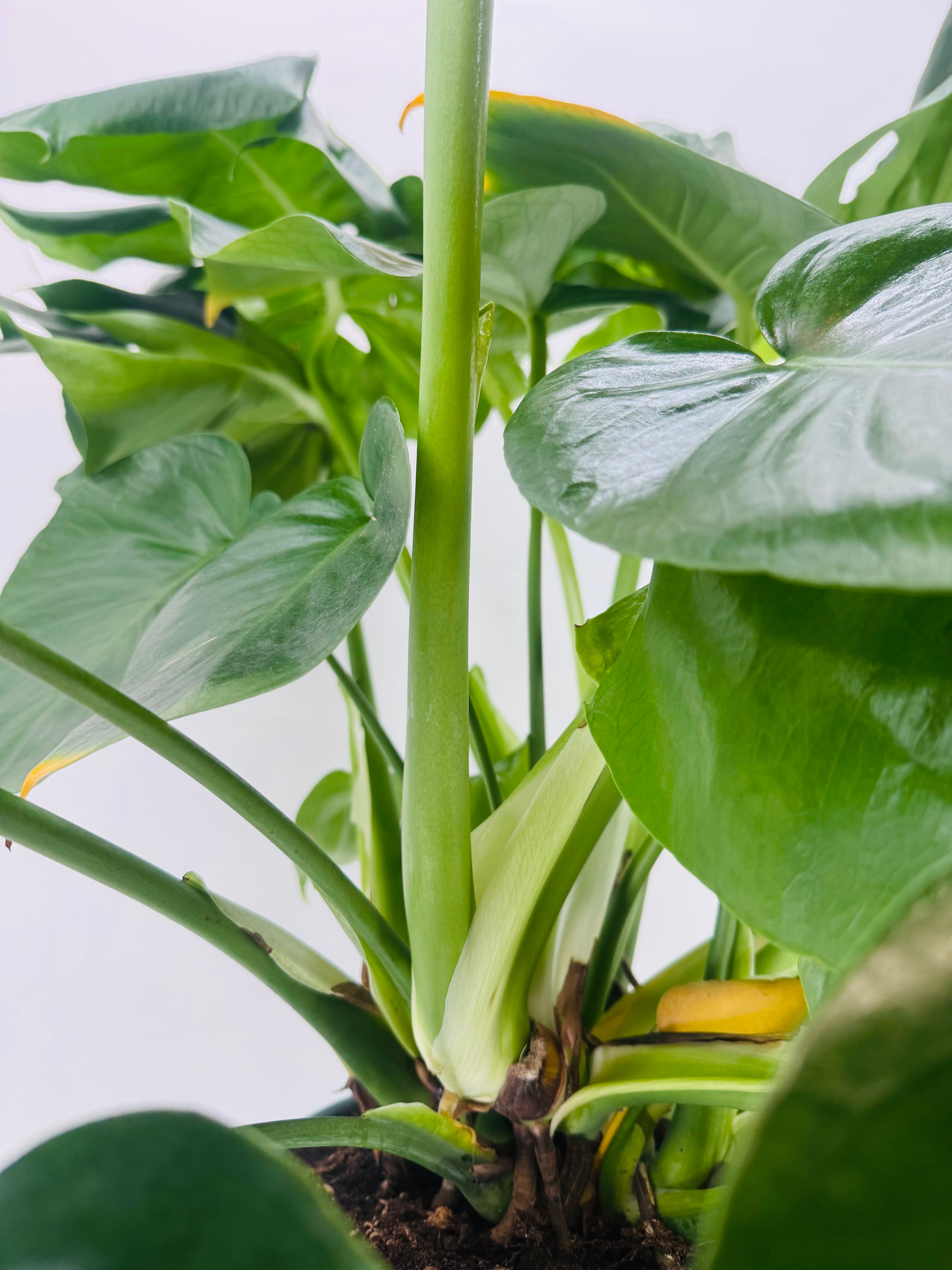 MONSTERA DELICIOSA M24