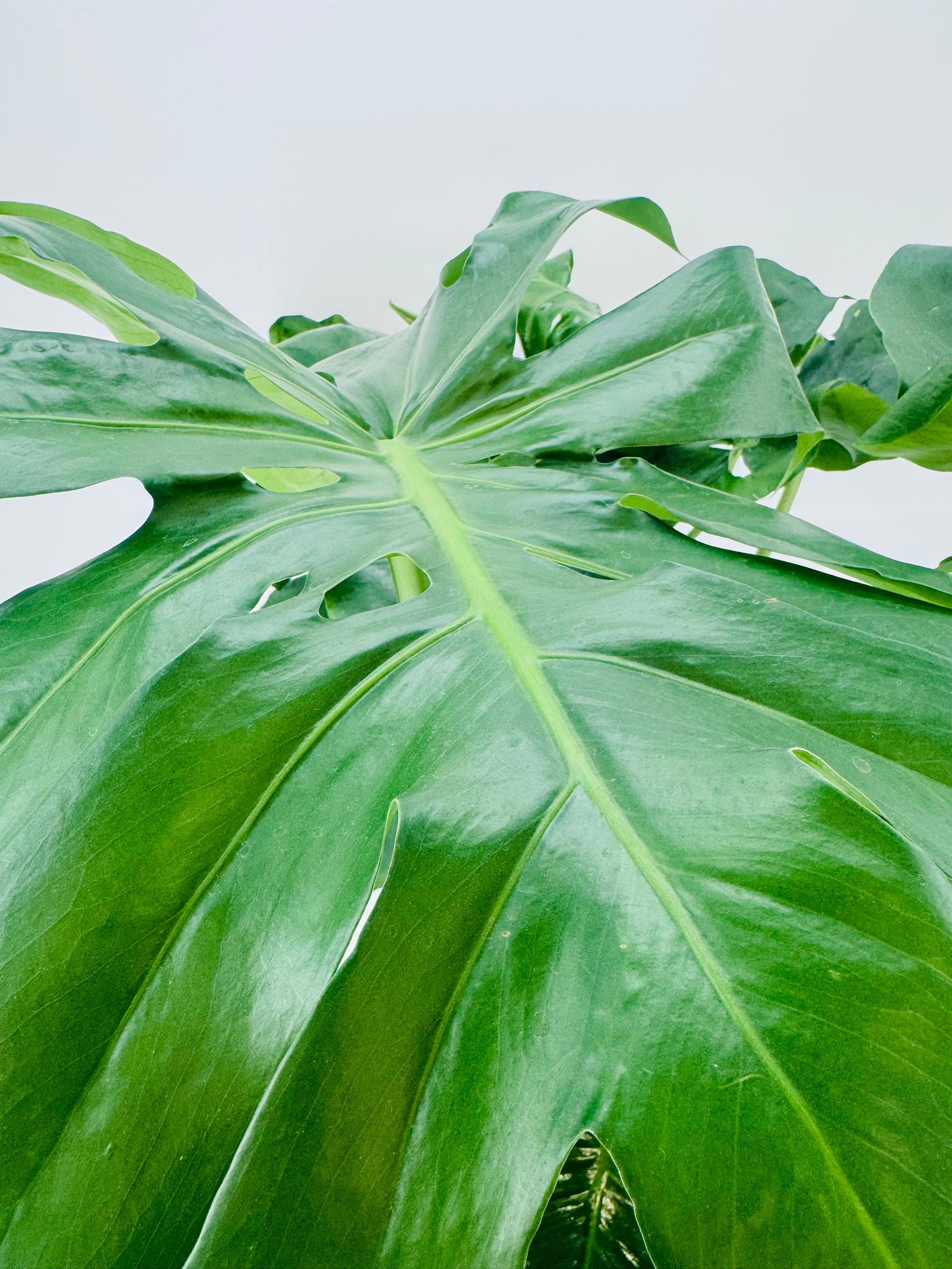 MONSTERA DELICIOSA M24