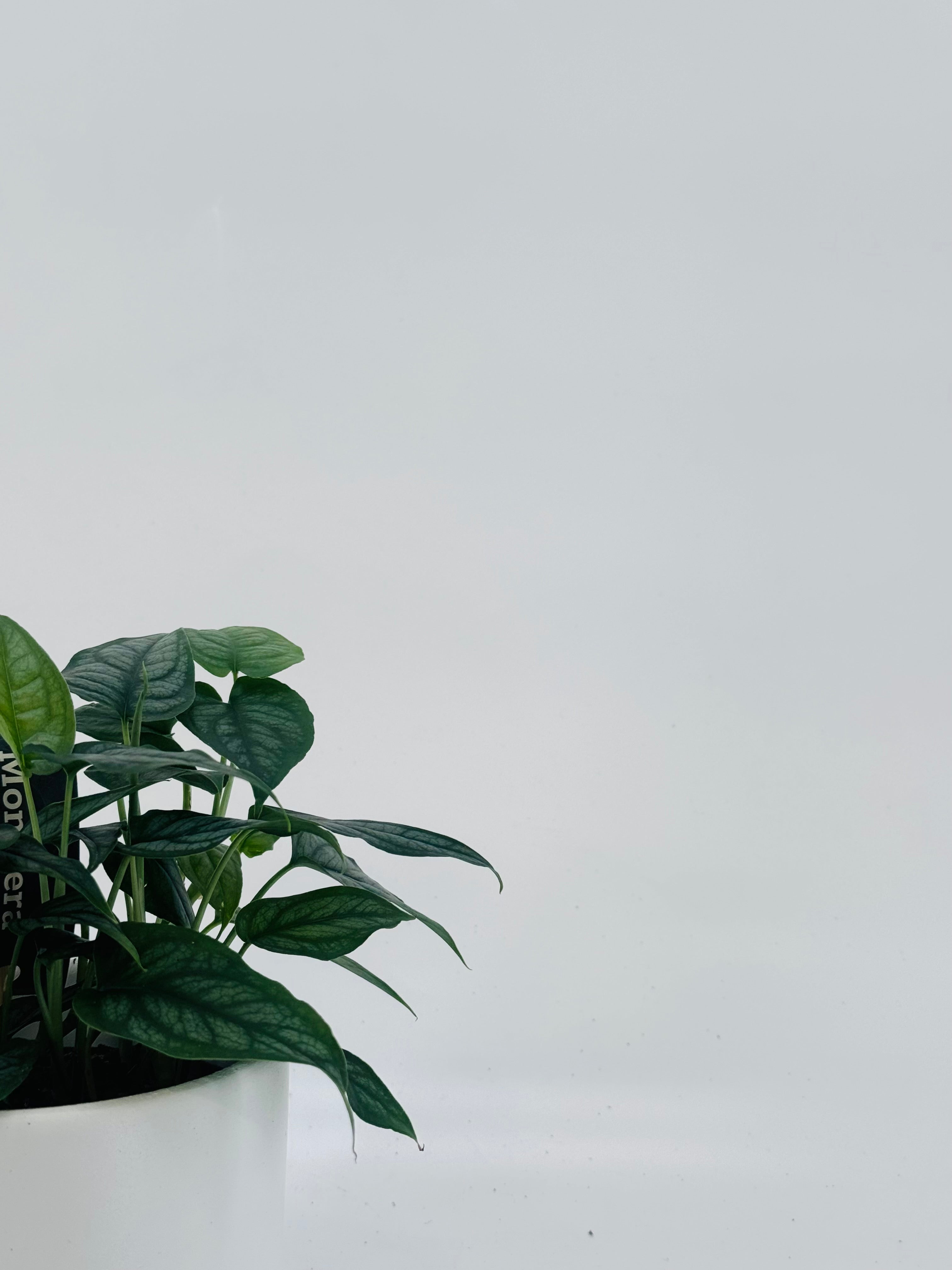 MONSTERA SILTEPECANA M12