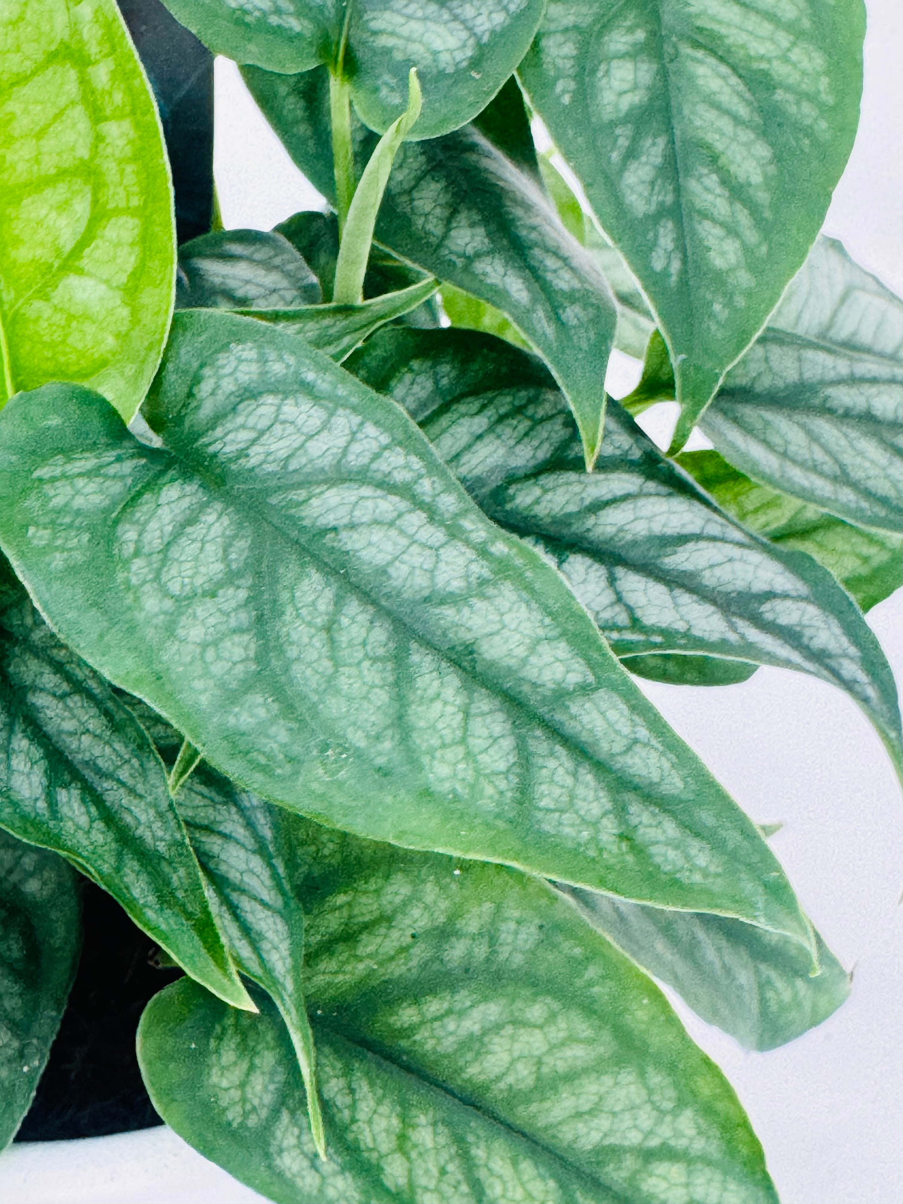 MONSTERA SILTEPECANA M12