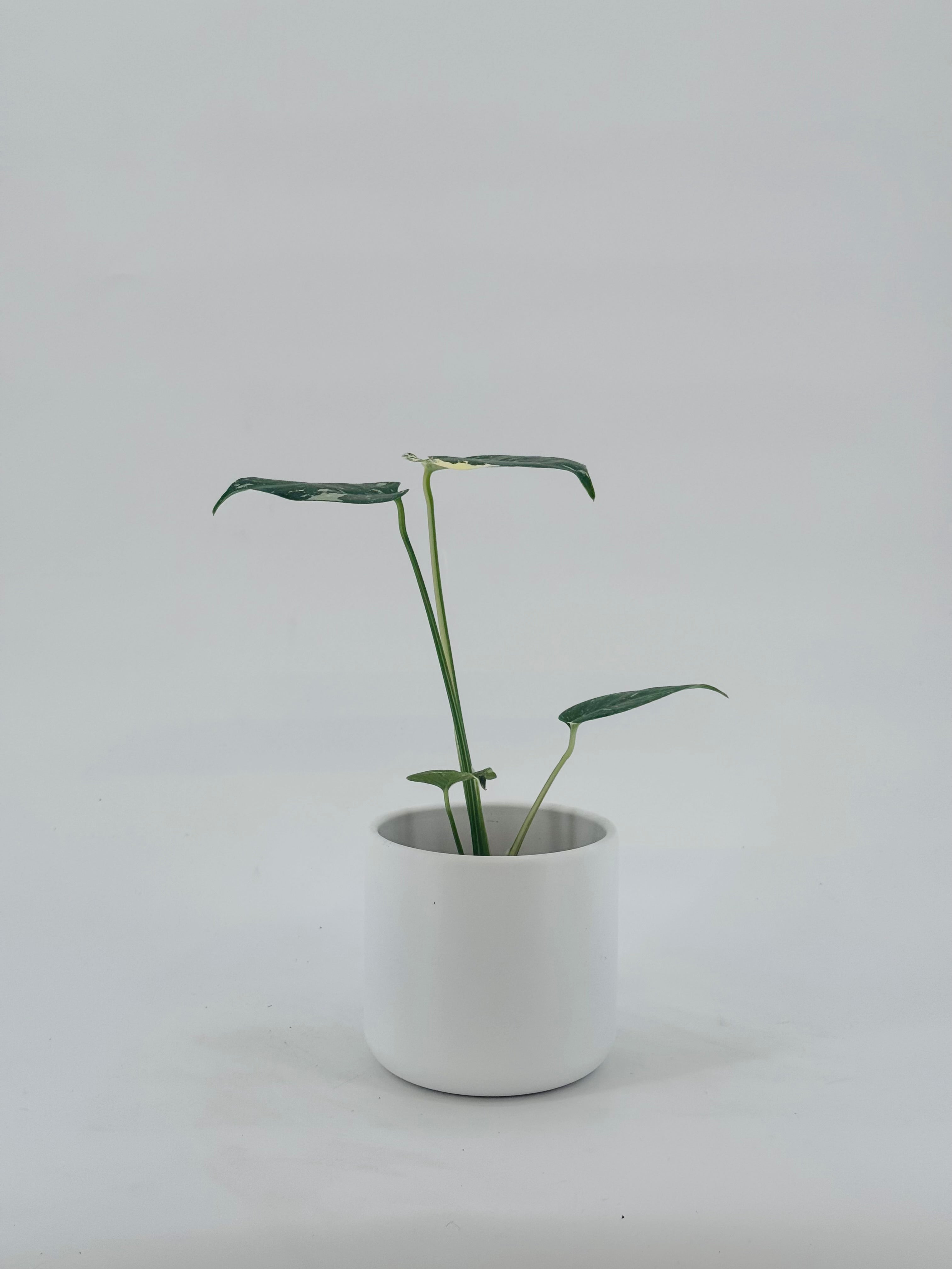MONSTERA DEL THAI CONSTELLATION M10,5