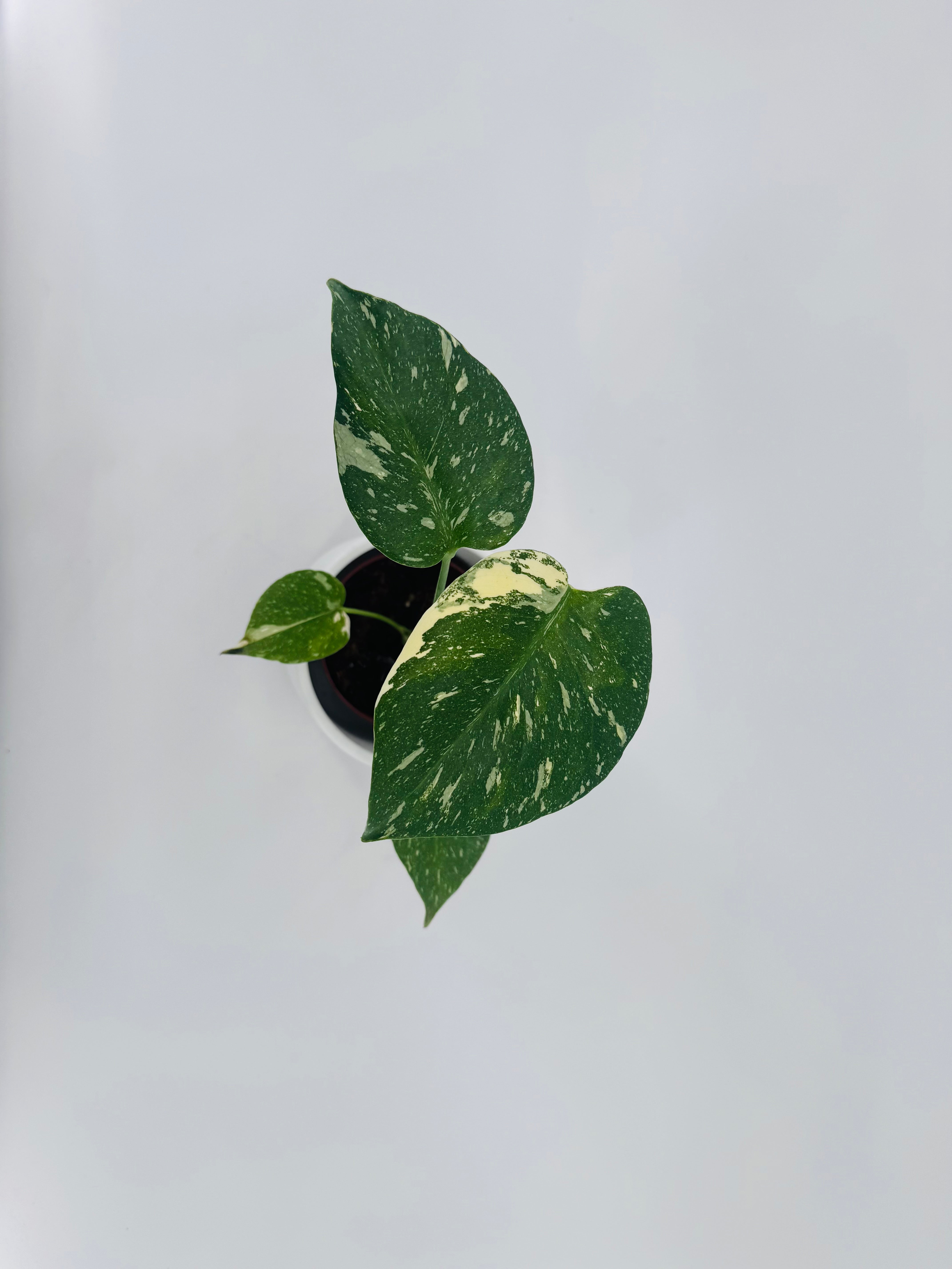 Monstera Thai Constellation M10,5 con hojas verdes y variegación blanco crema en maceta negra.