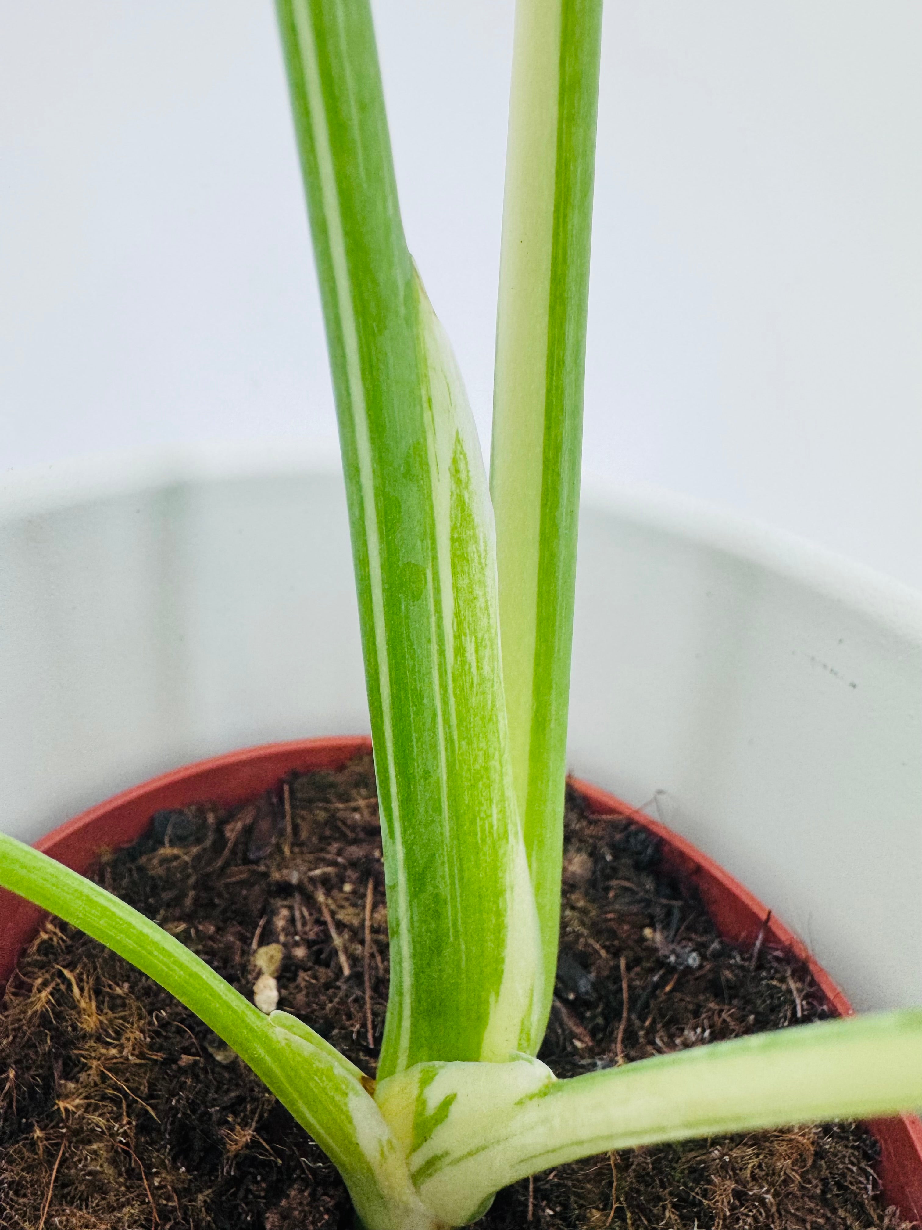 Monstera Thai Constellation M10,5 con tallos verdes y variegación blanco crema en maceta de cultivo.