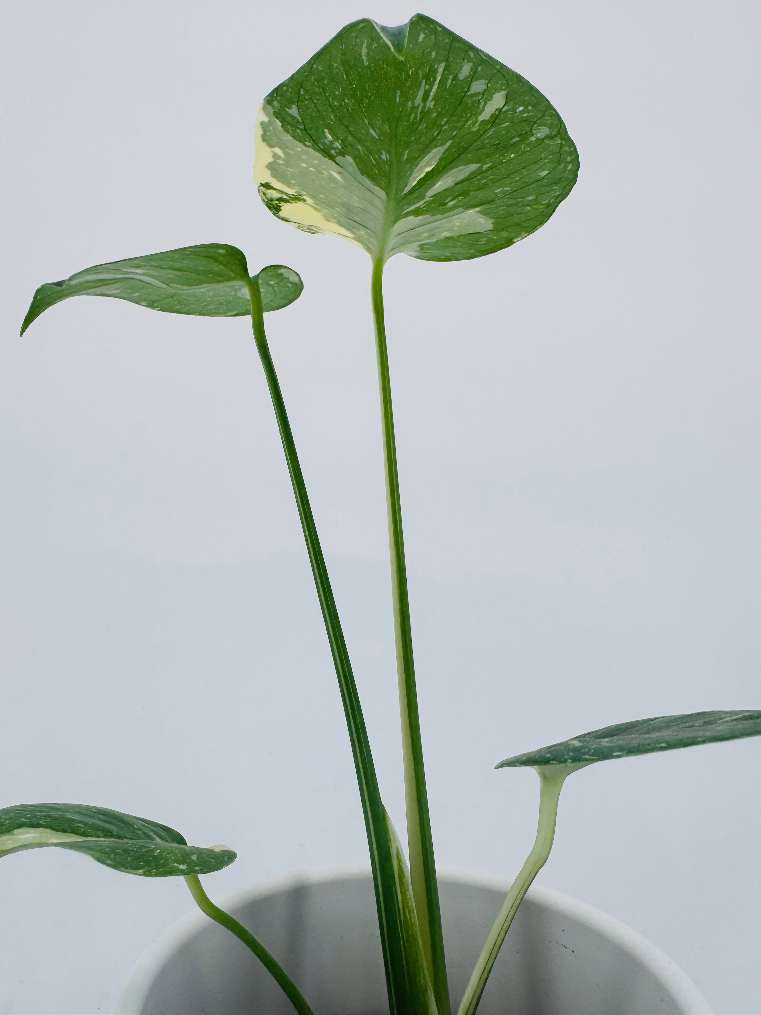 Monstera Thai Constellation M10,5 con hojas verdes y variegación blanco crema en maceta blanca.